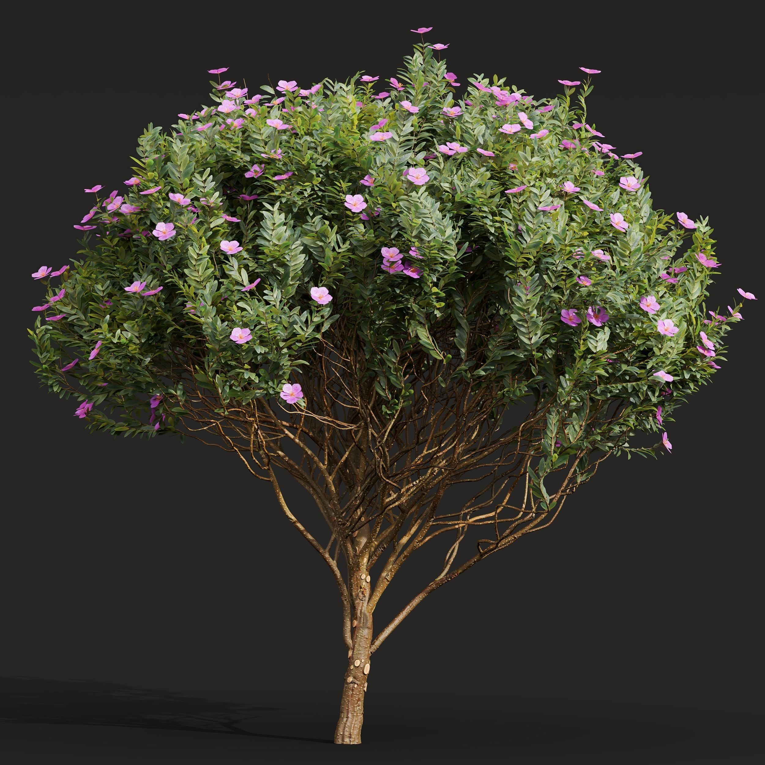 Valentina Glauca and Cistus Albidus Zistrose Flower Decorative 3D model_3