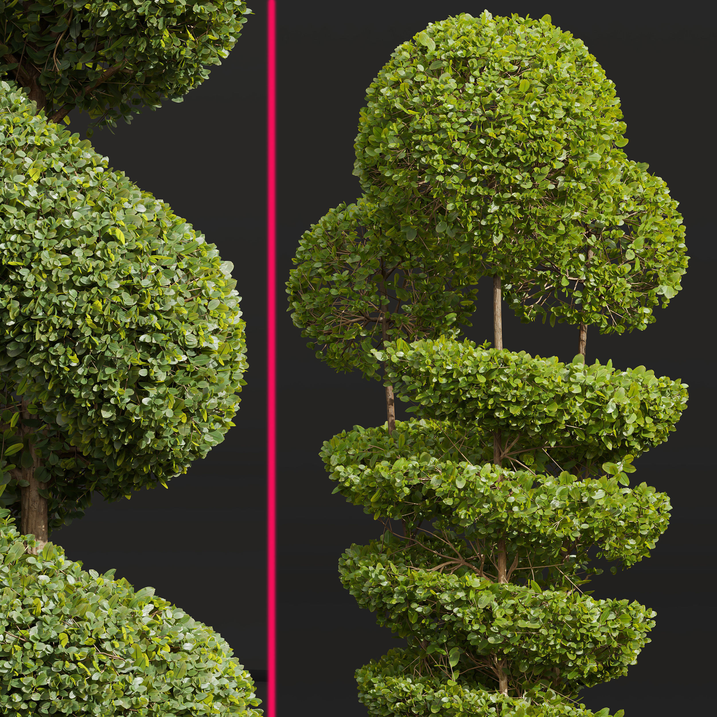 Ficus Concinna Bonsai Pruned-2 models 3D model_1