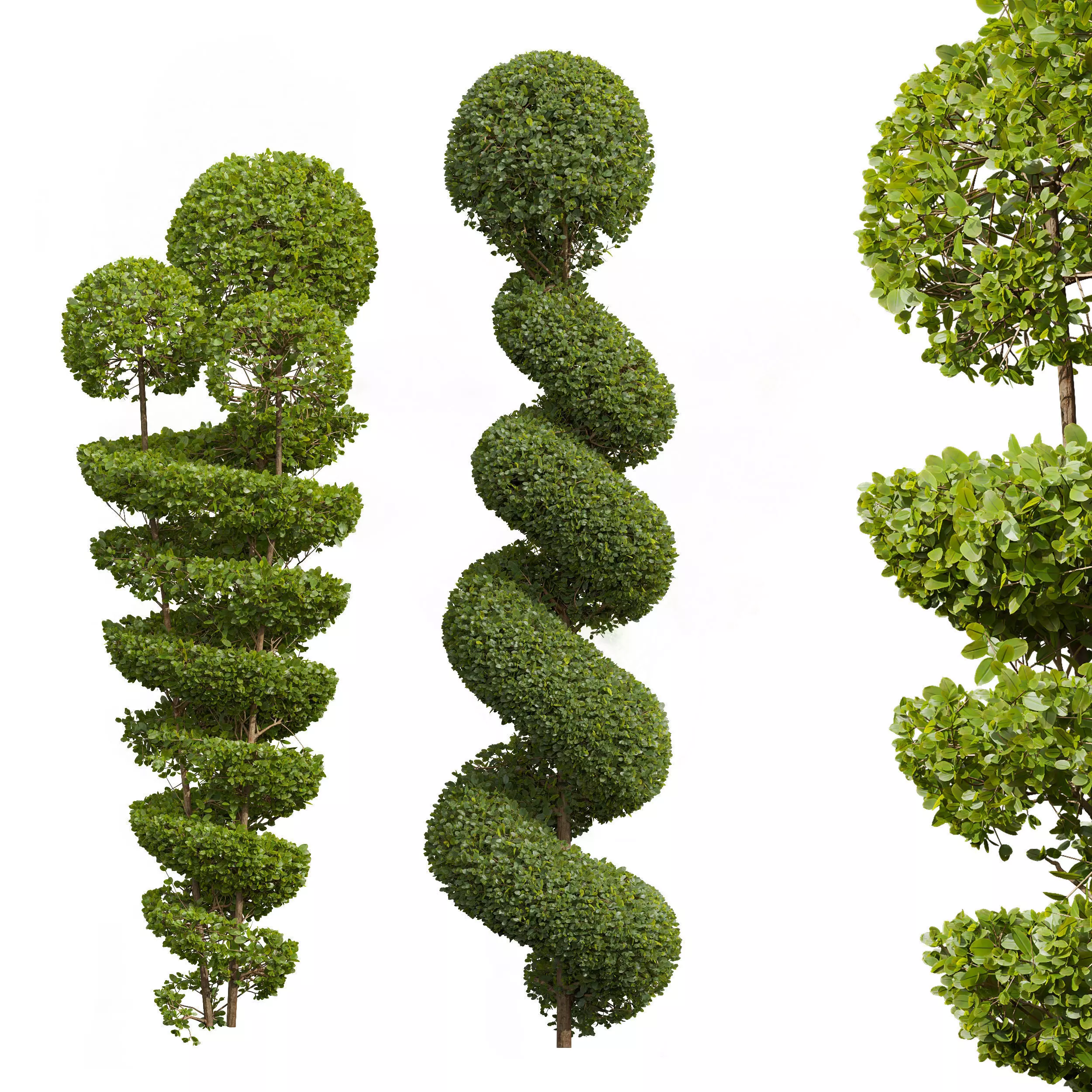 Ficus Concinna Bonsai Pruned-2 models 3D model_0