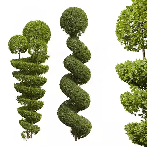 Ficus Concinna Bonsai Pruned-2 models 3D model