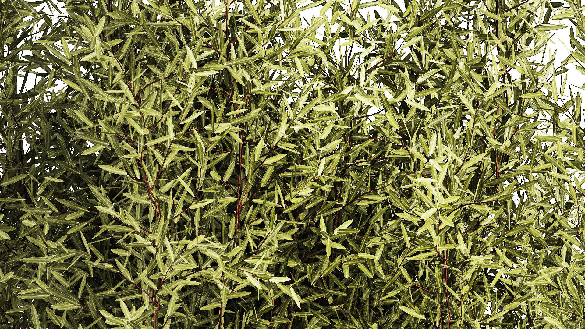 Decorative tree in flowerpots Olive and Elaeagnus 1226 3D model_2