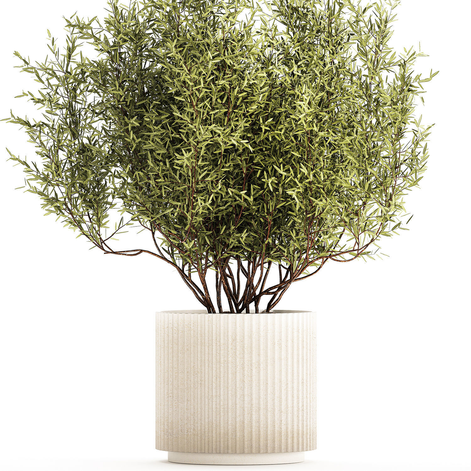 Decorative tree in flowerpots Olive and Elaeagnus 1226 3D model_6