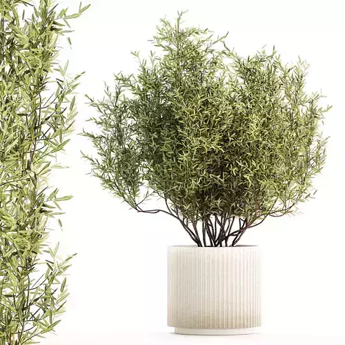 Decorative tree in flowerpots Olive and Elaeagnus 1226