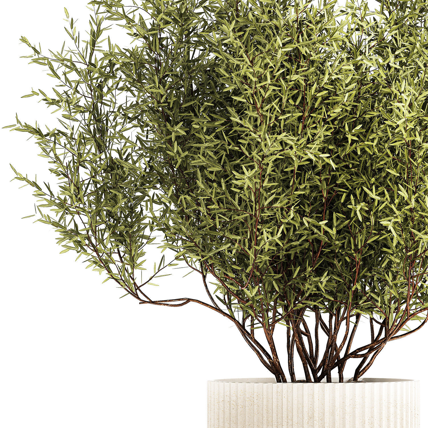 Decorative tree in flowerpots Olive and Elaeagnus 1226 3D model_8