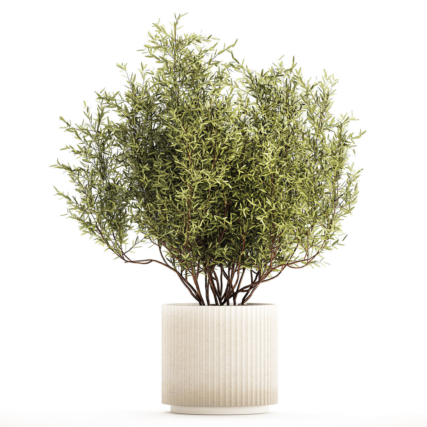 Decorative tree in flowerpots Olive and Elaeagnus 1226 3D model_5