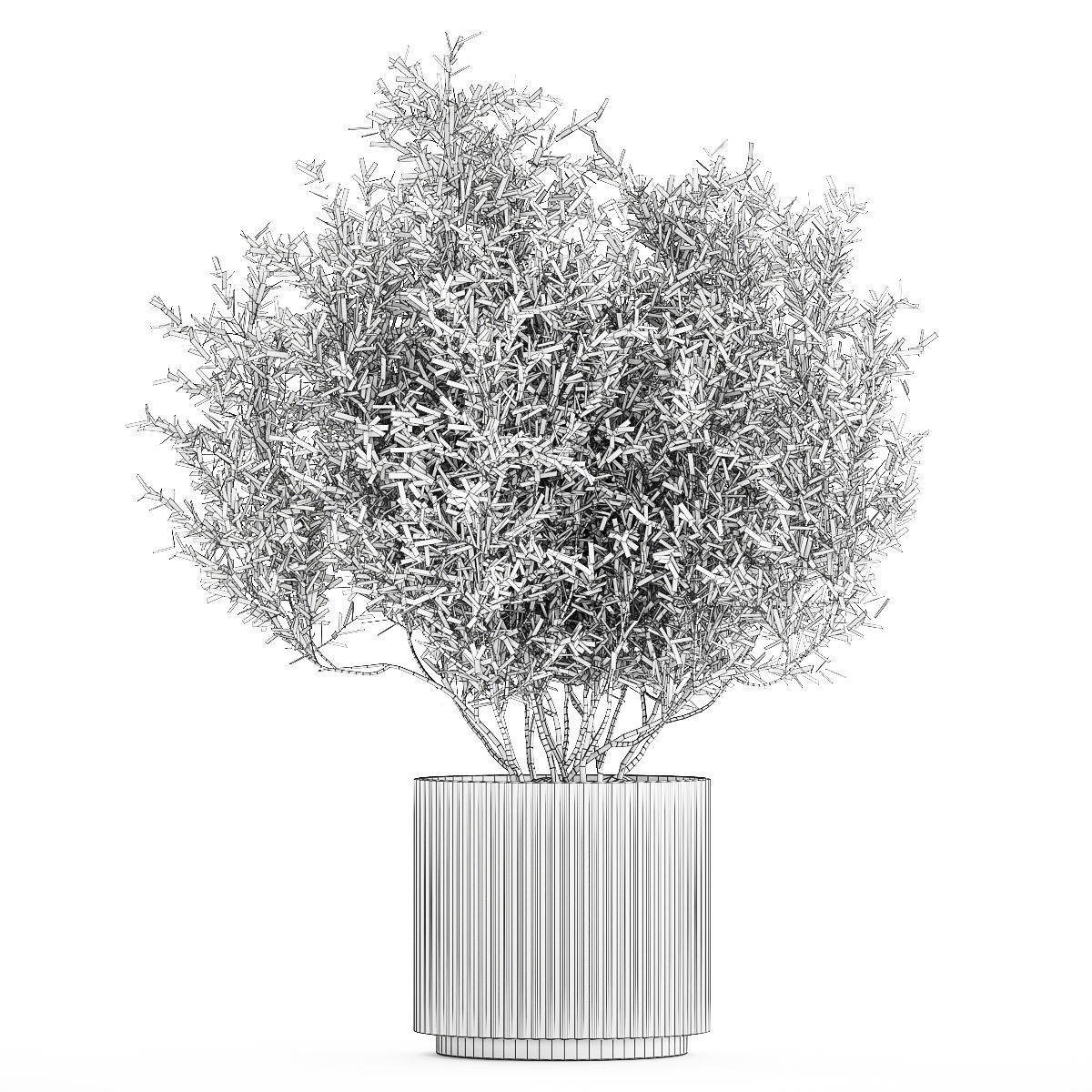 Decorative tree in flowerpots Olive and Elaeagnus 1226 3D model_10