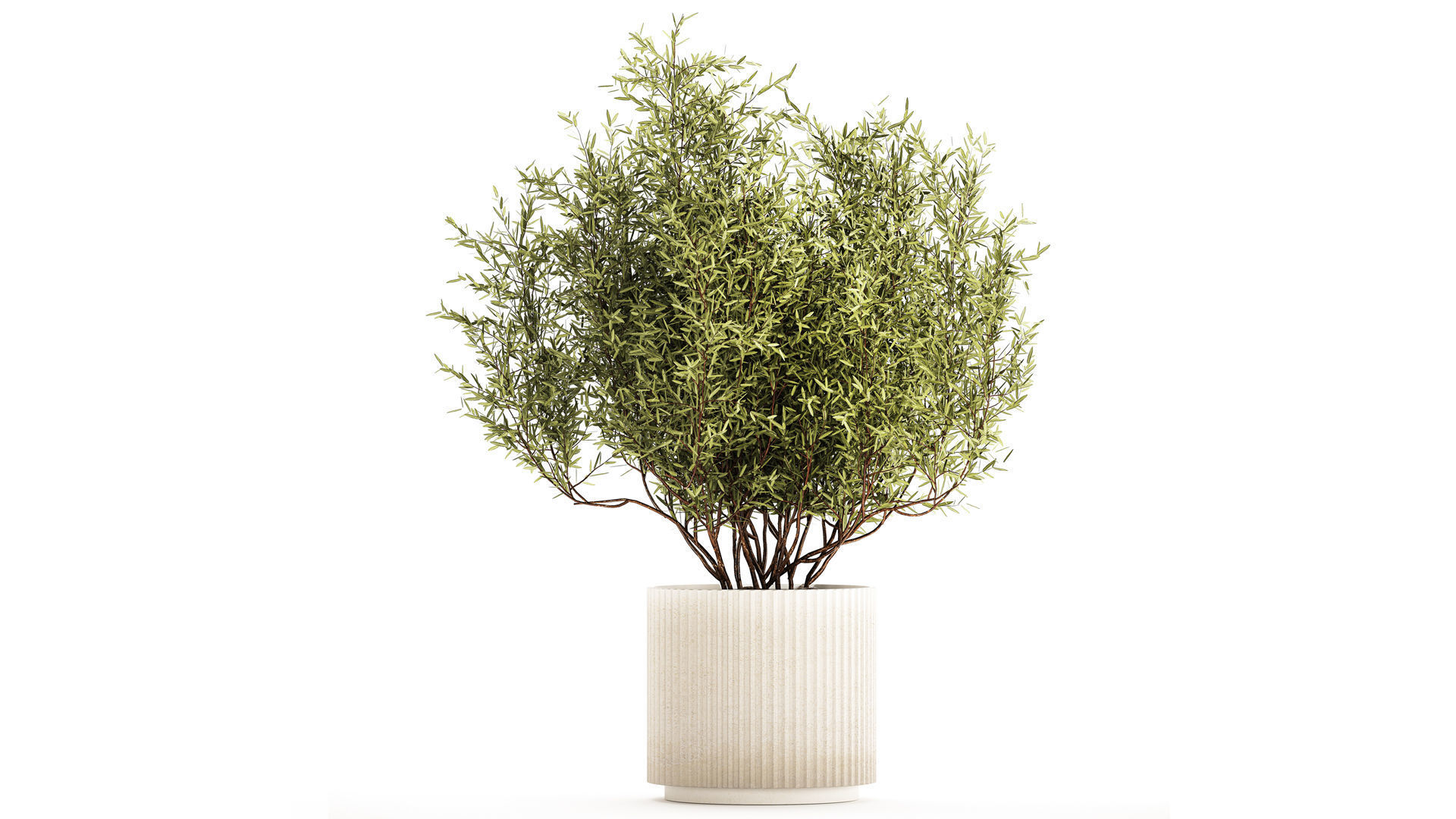 Decorative tree in flowerpots Olive and Elaeagnus 1226 3D model_3