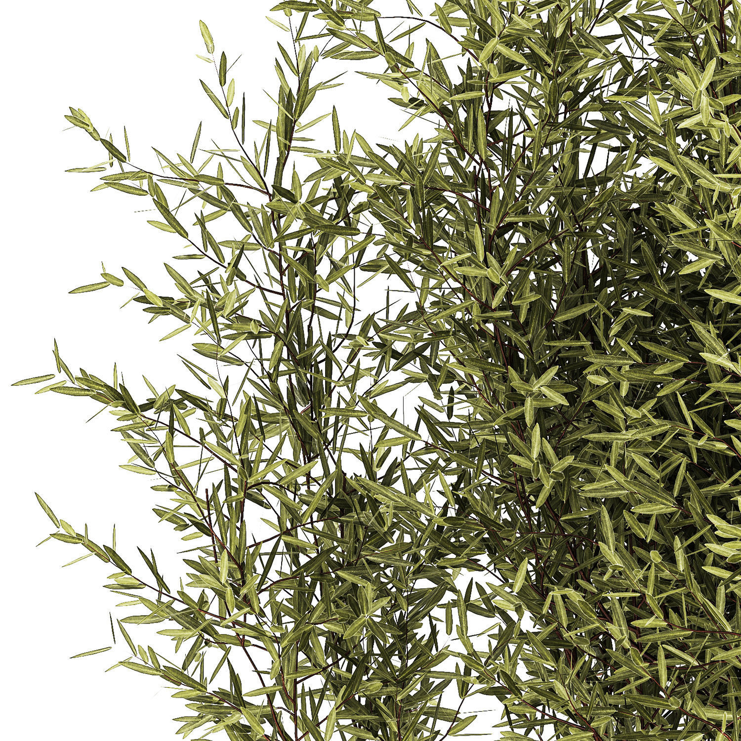 Decorative tree in flowerpots Olive and Elaeagnus 1226 3D model_9