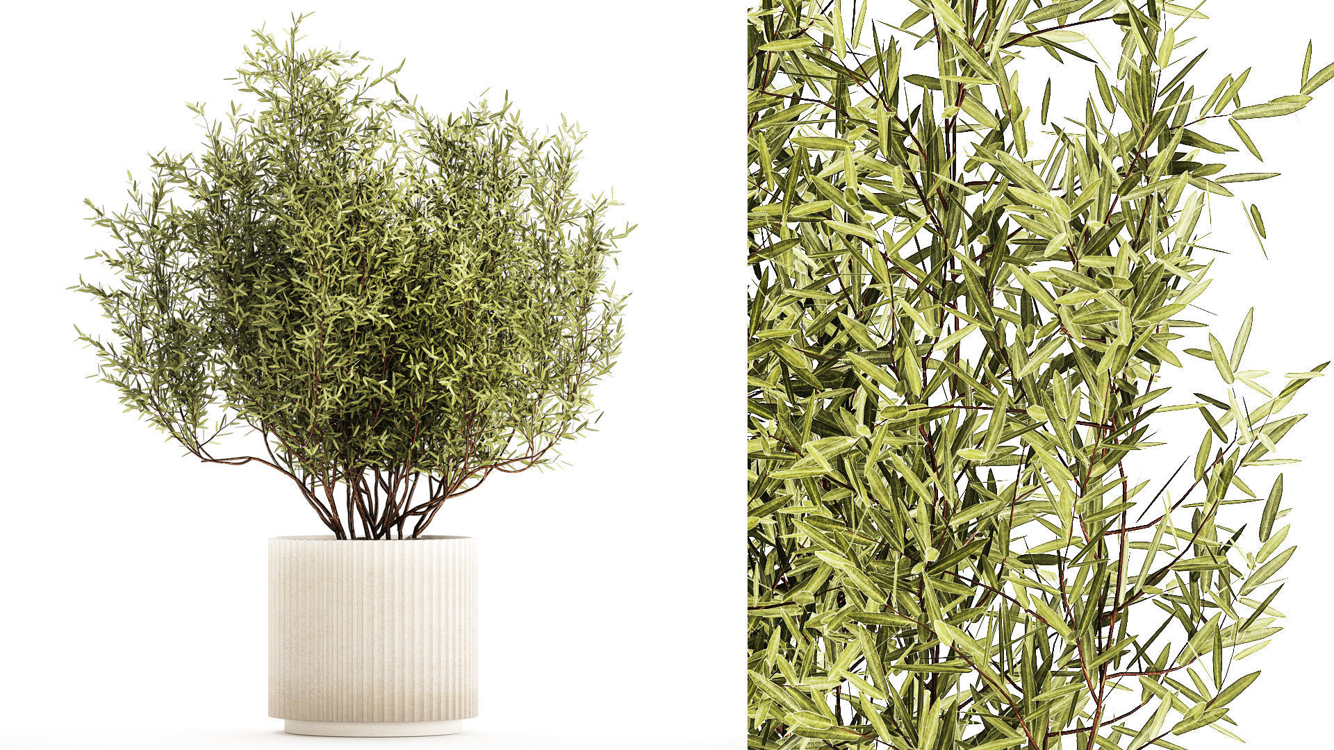 Decorative tree in flowerpots Olive and Elaeagnus 1226 3D model_1