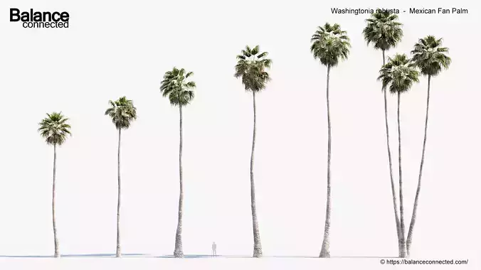 Washingtonia robusta   Mexican Fan Palm  3D model
