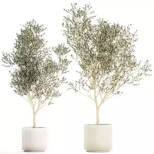 Beautiful Olive Elaeagnus Trees in Flower Pot for Interior 1227