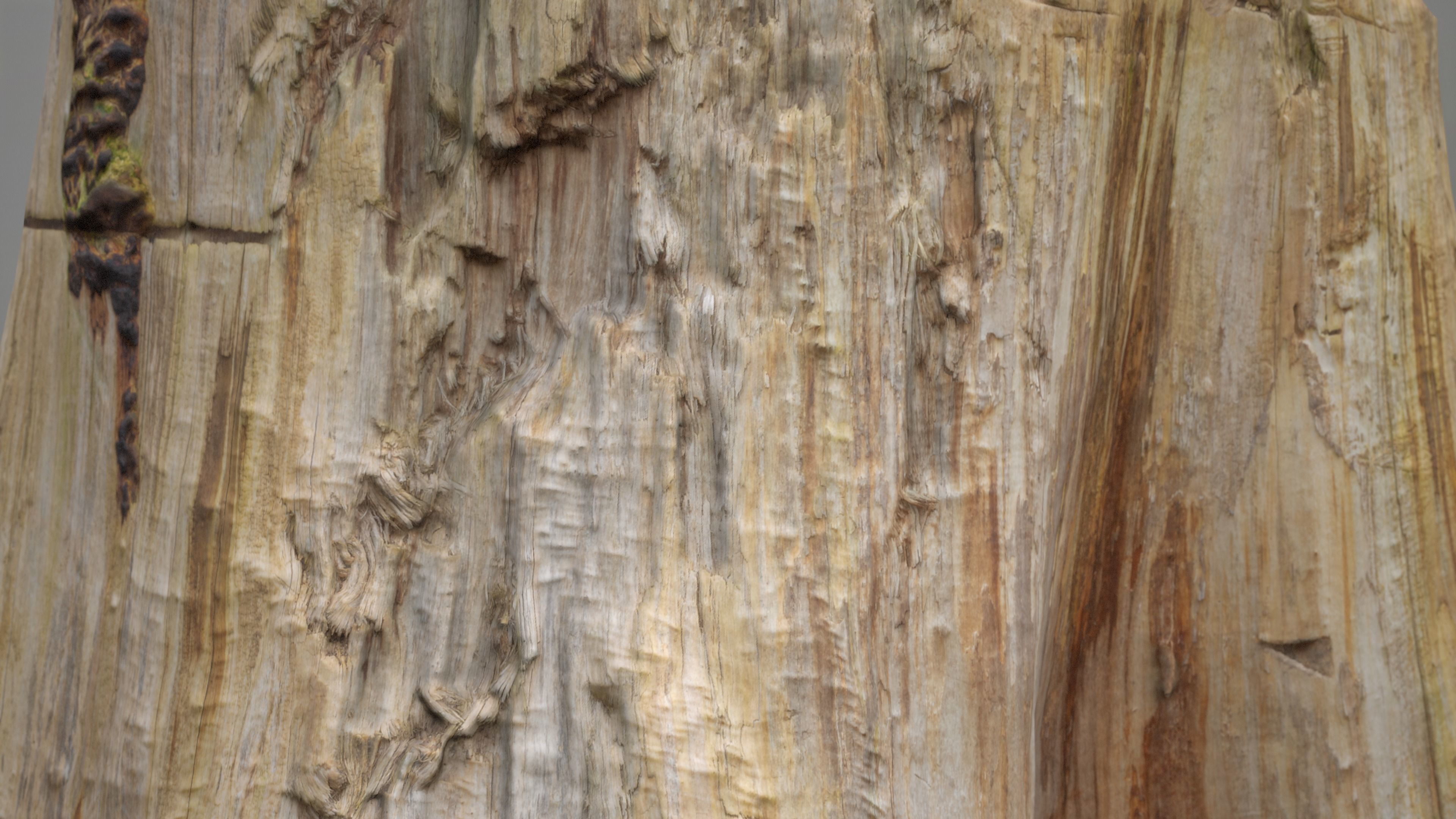 Big Tree Stump Low-poly 3D model_8