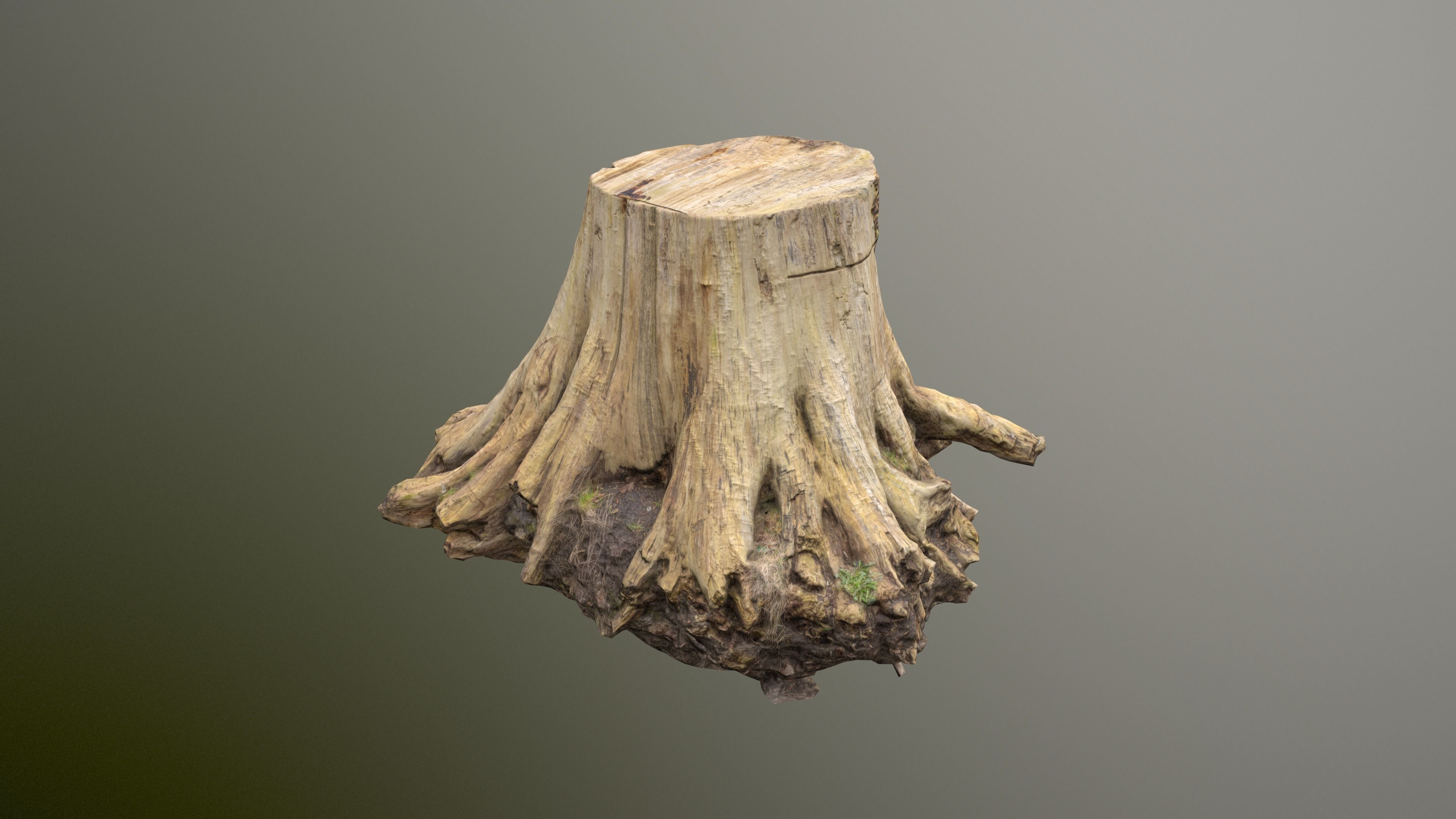 Big Tree Stump Low-poly 3D model_3
