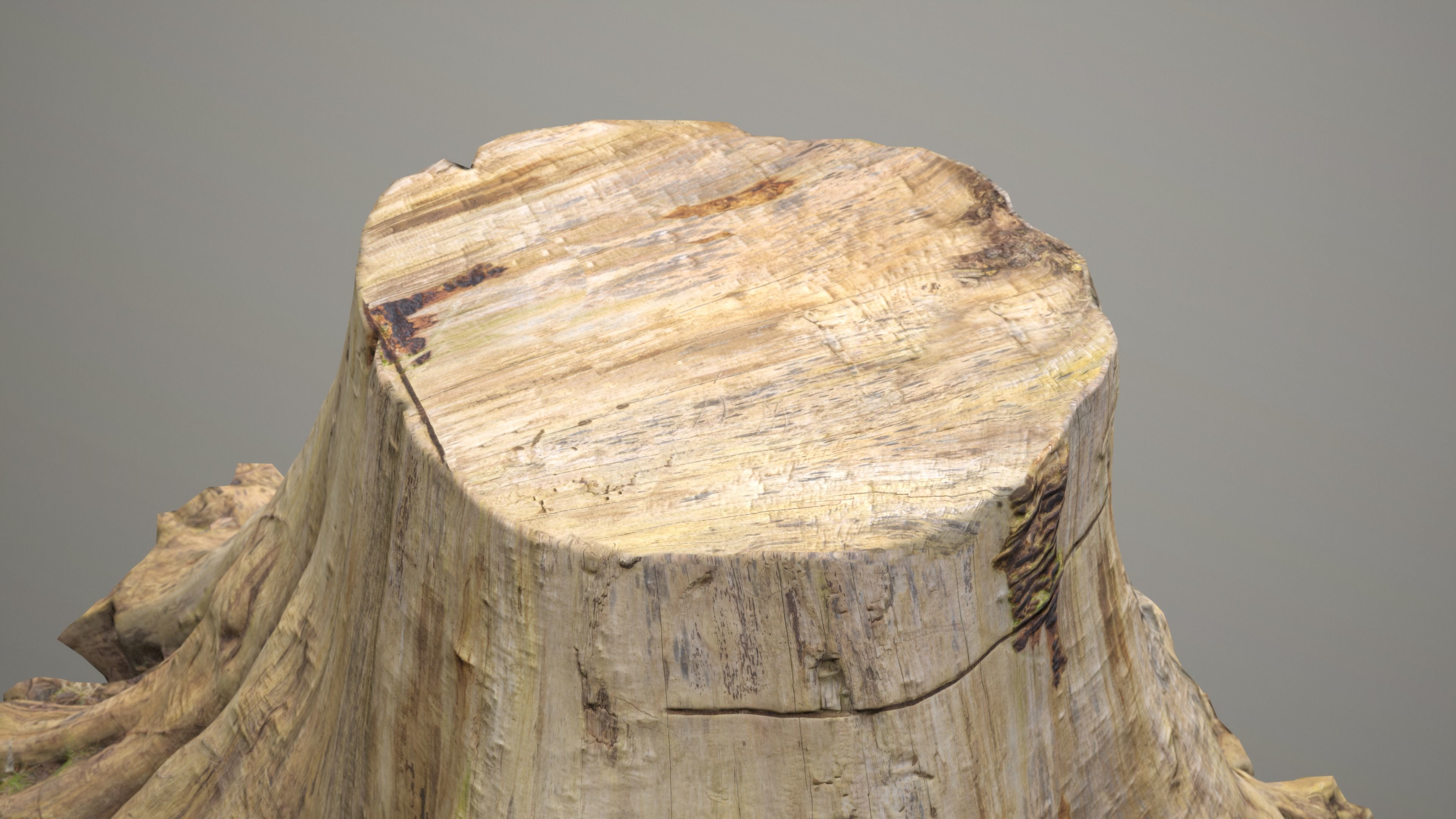 Big Tree Stump Low-poly 3D model_9