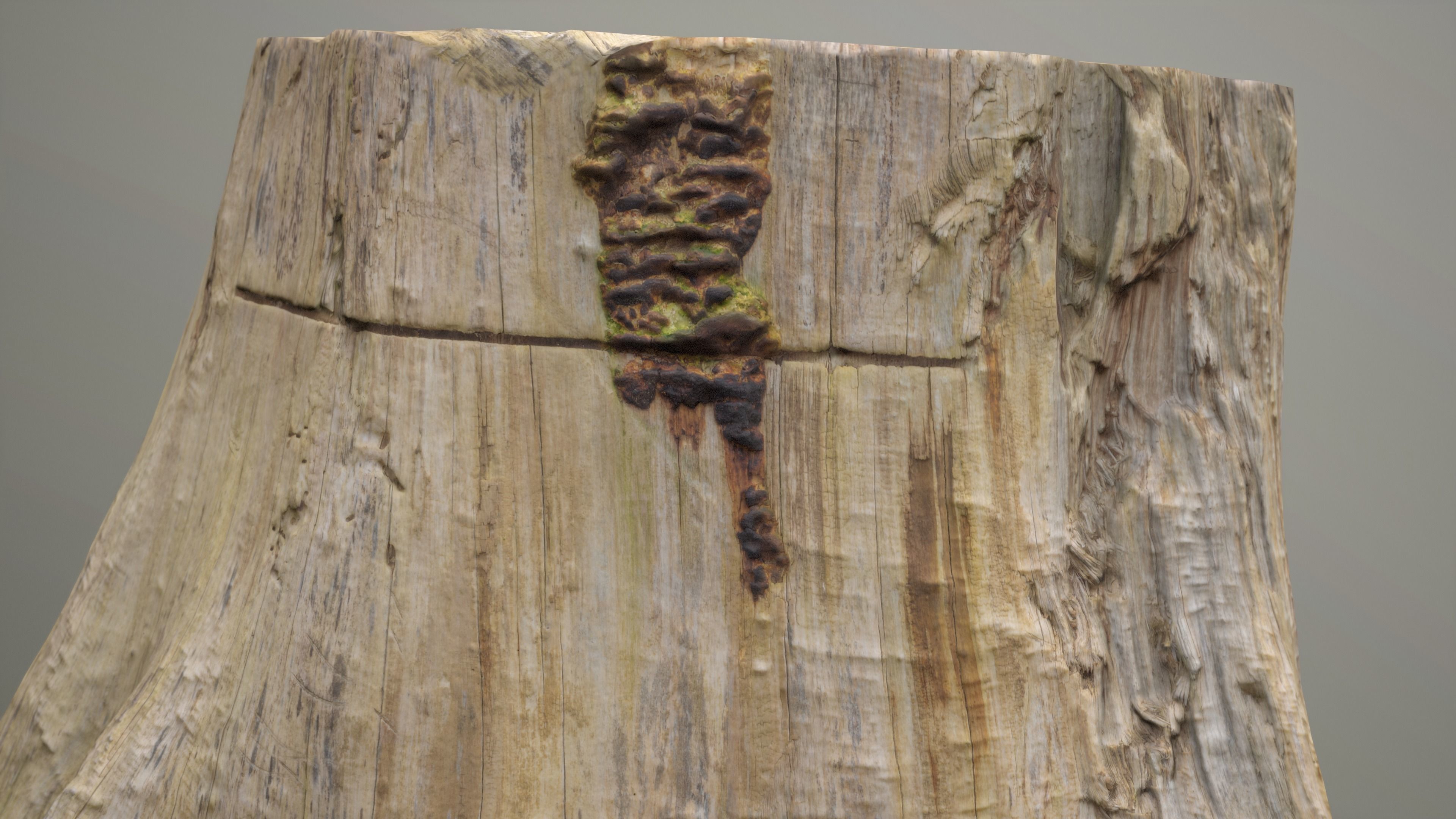 Big Tree Stump Low-poly 3D model_7