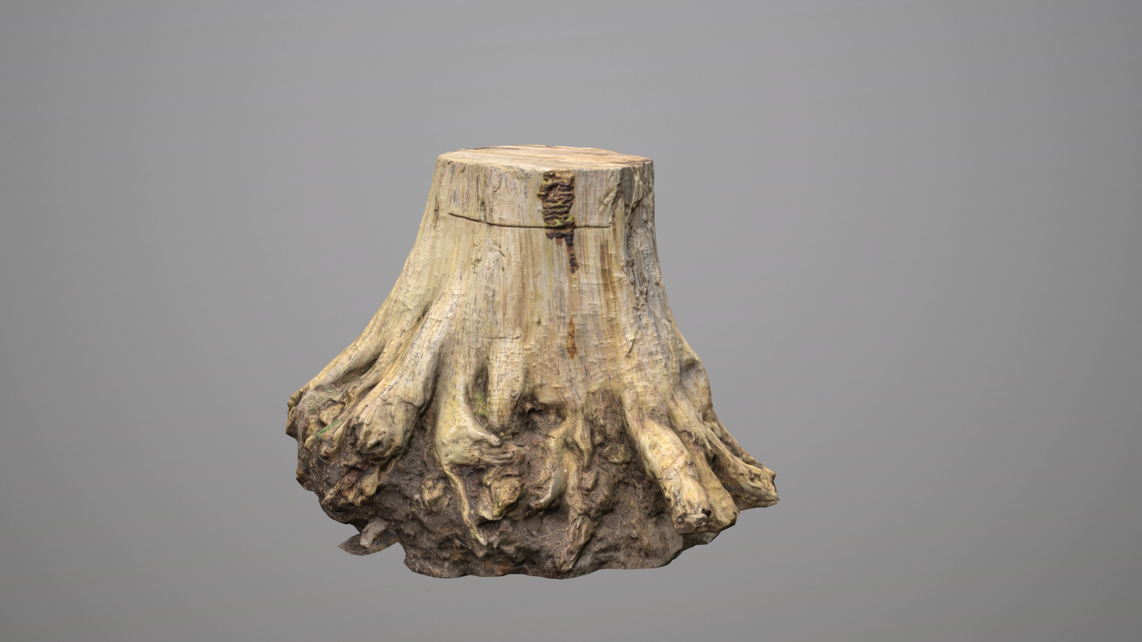 Big Tree Stump Low-poly 3D model_10
