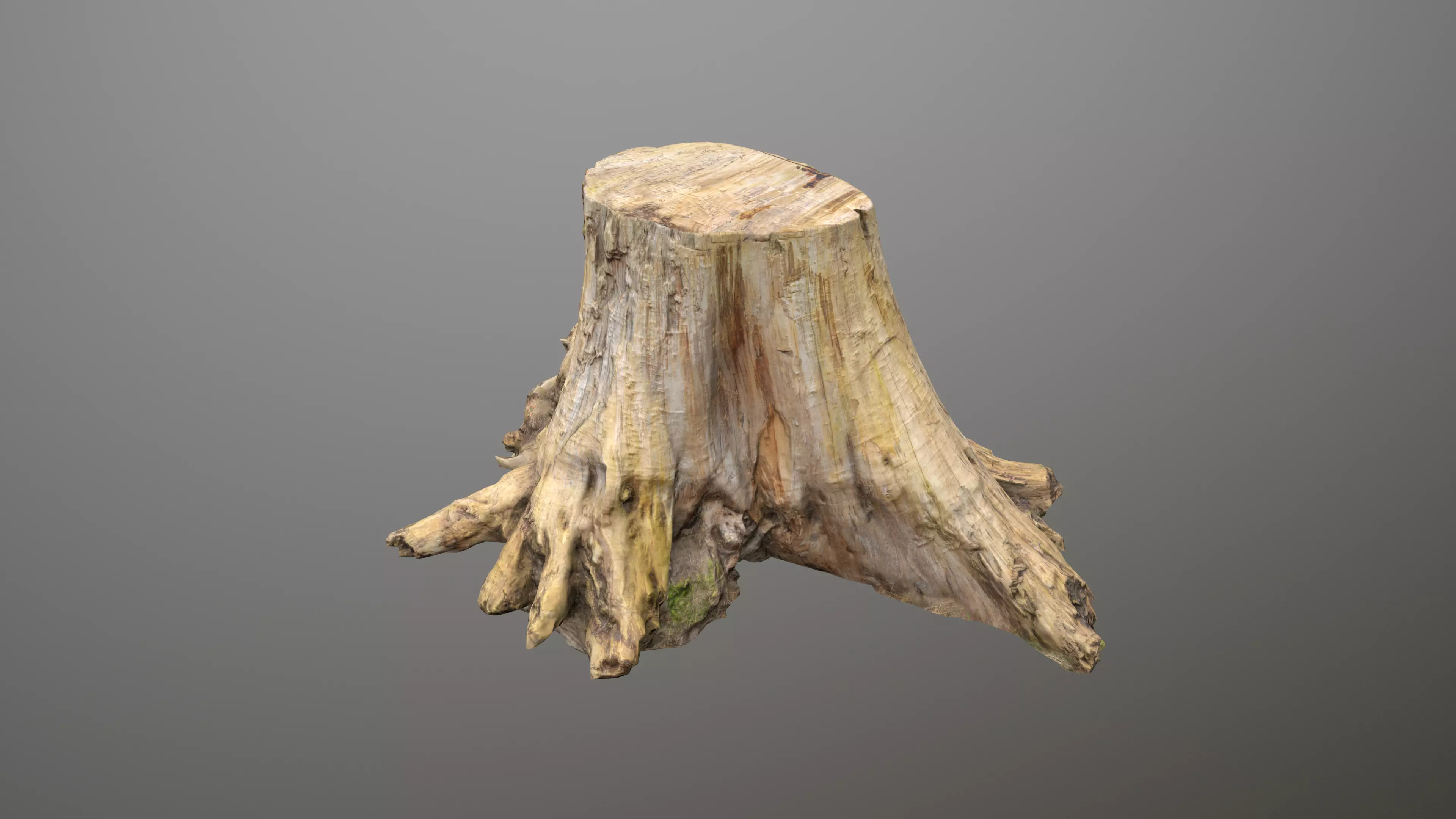 Big Tree Stump Low-poly 3D model_0