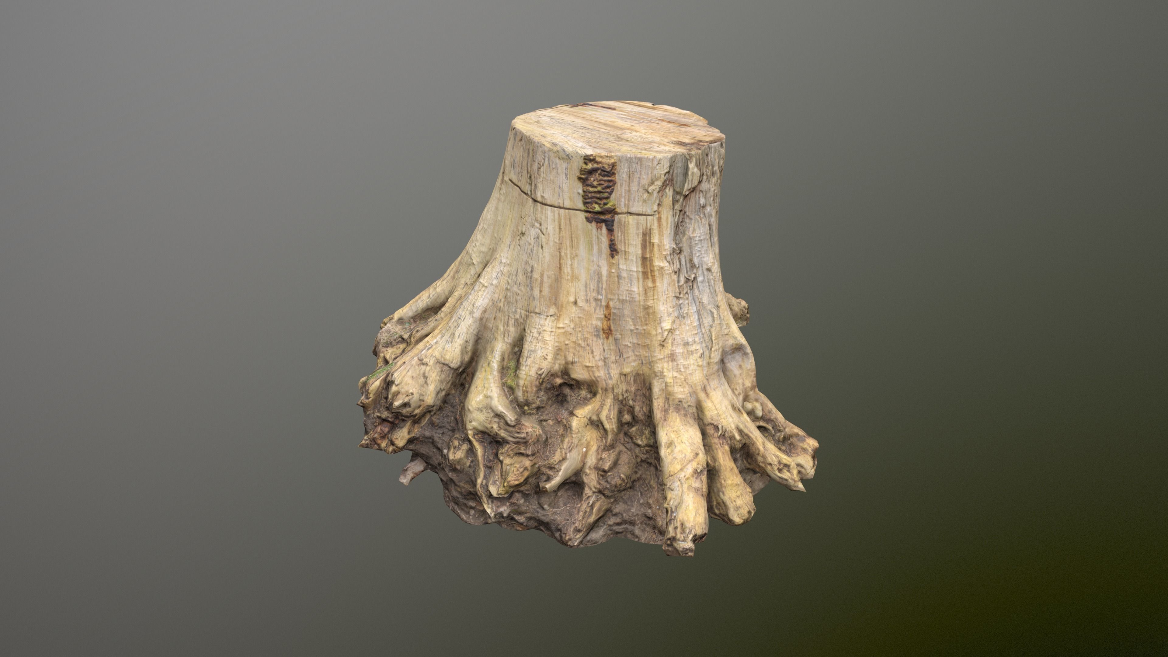 Big Tree Stump Low-poly 3D model_2