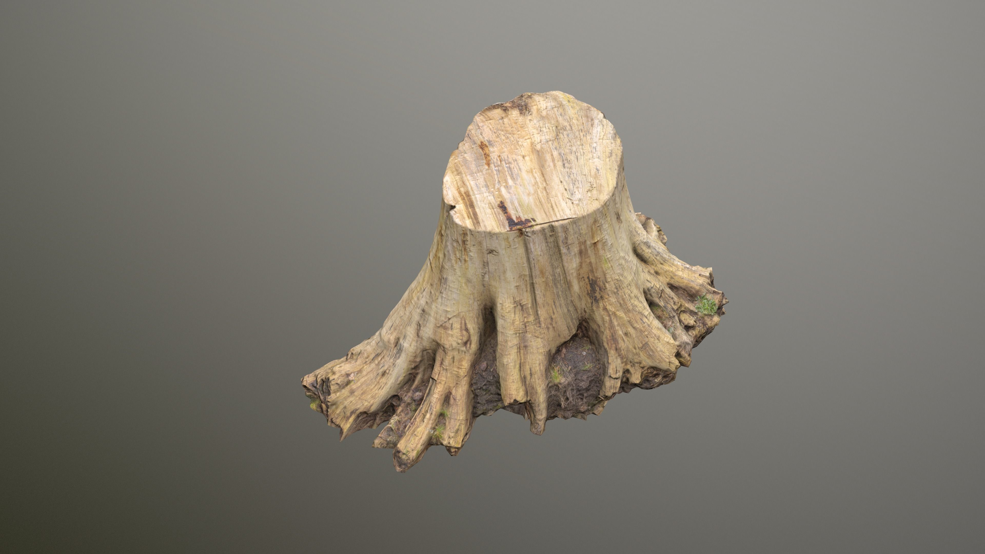 Big Tree Stump Low-poly 3D model_5