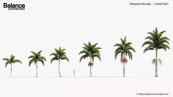 Wodyetia bifurcata Foxtail Palm 3D model