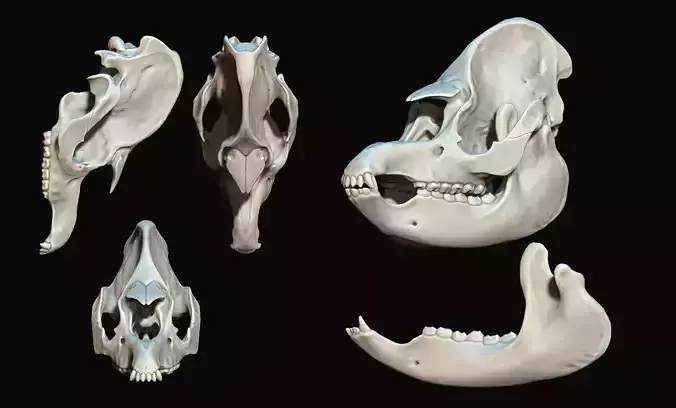 Tapir - Tapirus Skull 3D print model