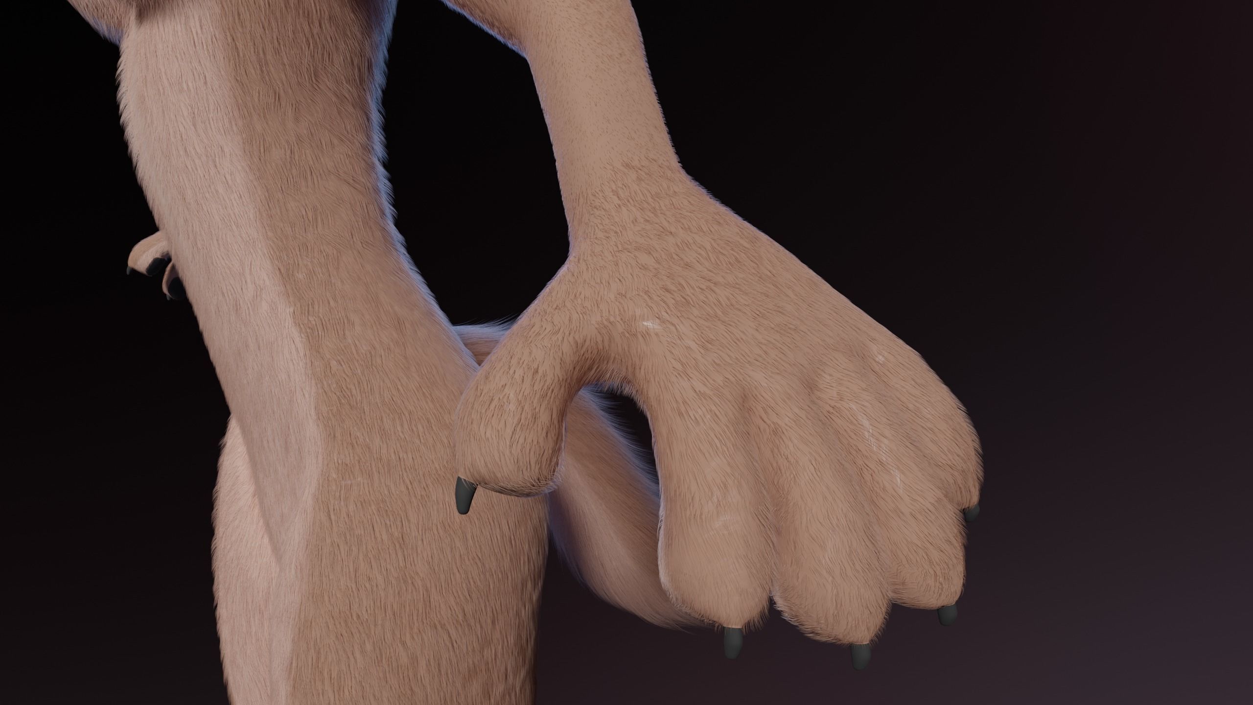 Maylin Anthro Wolf 3D model_12