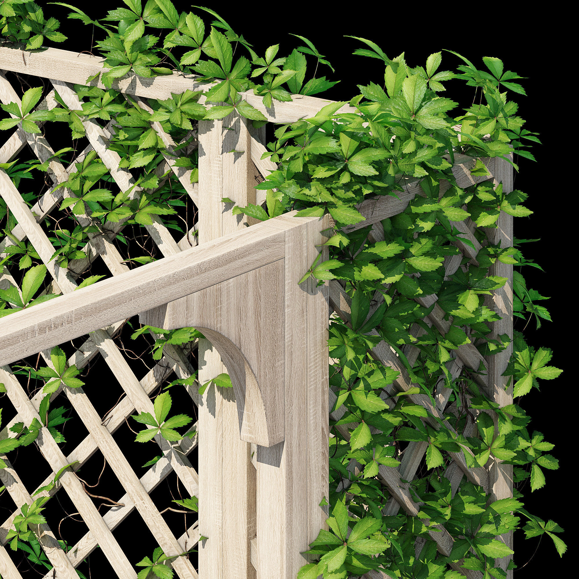eucalyptus ivy 3D model_12