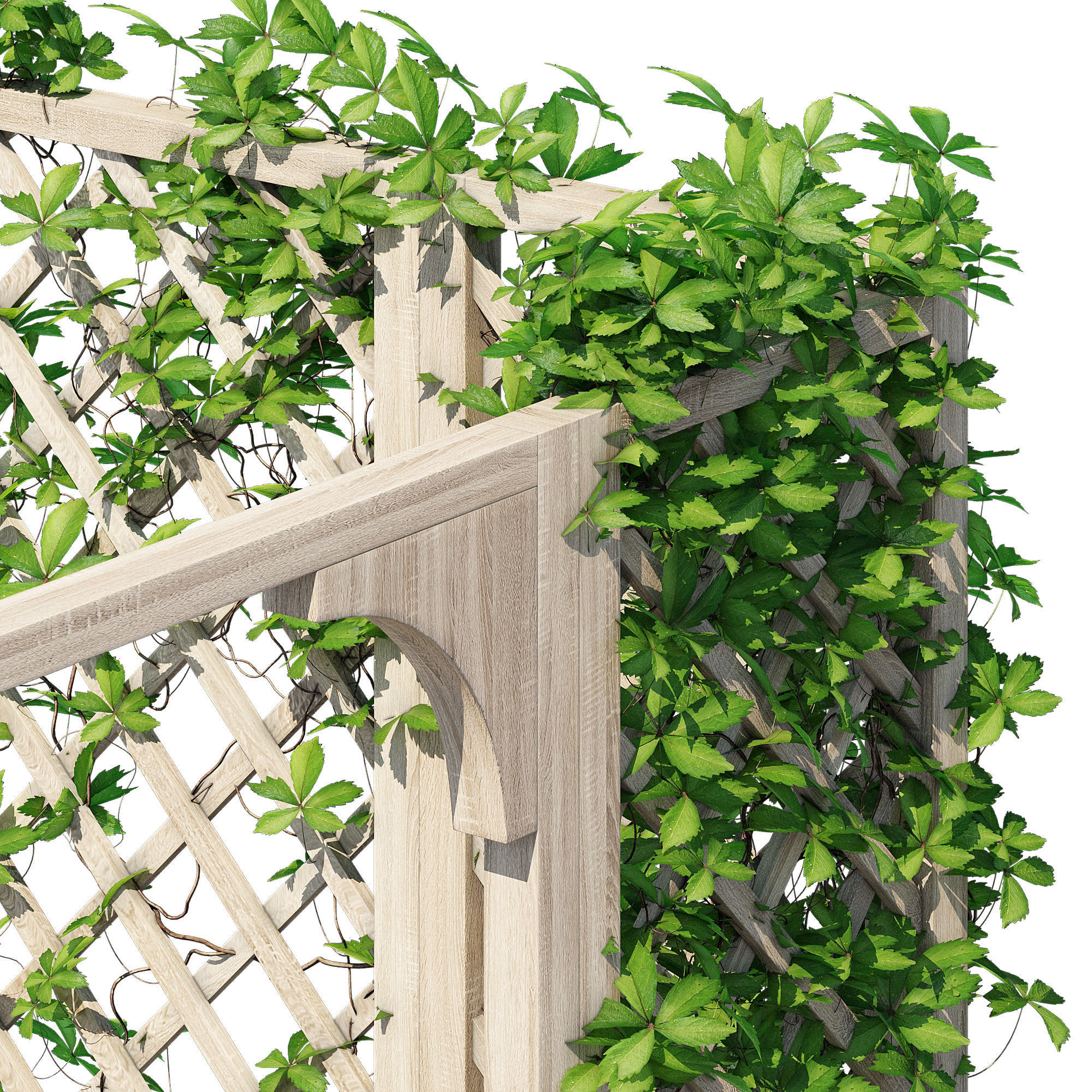 eucalyptus ivy 3D model_5