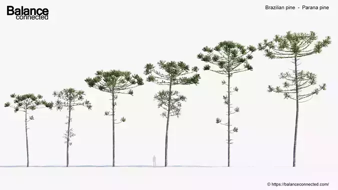 Brazilian pine   Parana pine