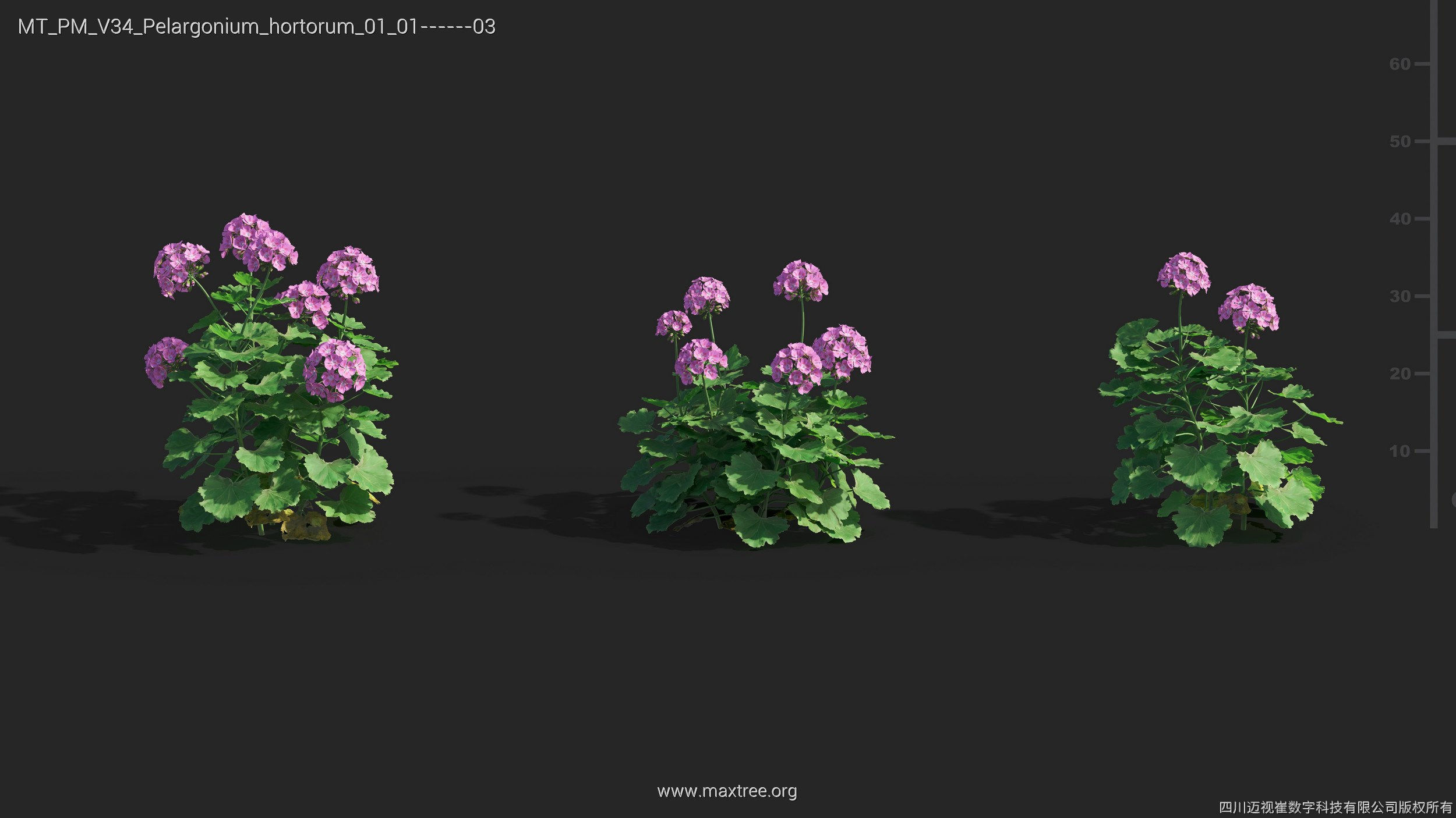 Maxtree Plant Models Vol 34 - Mesh 3D model_18