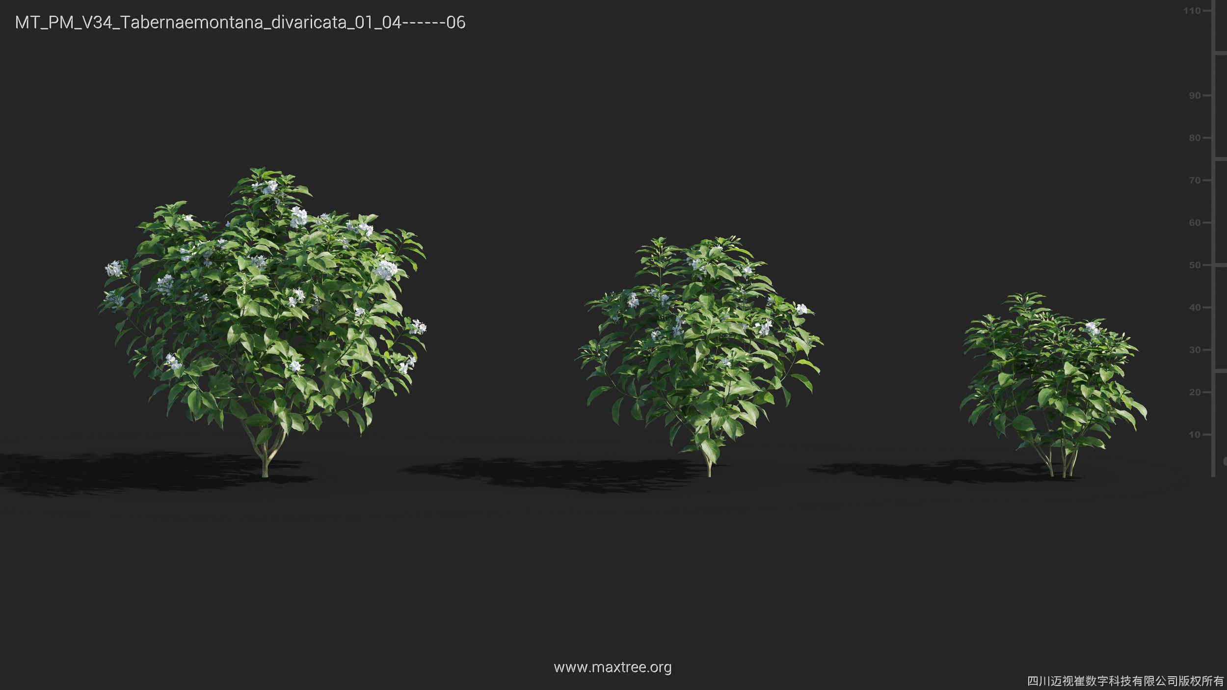 Maxtree Plant Models Vol 34 - Mesh 3D model_25
