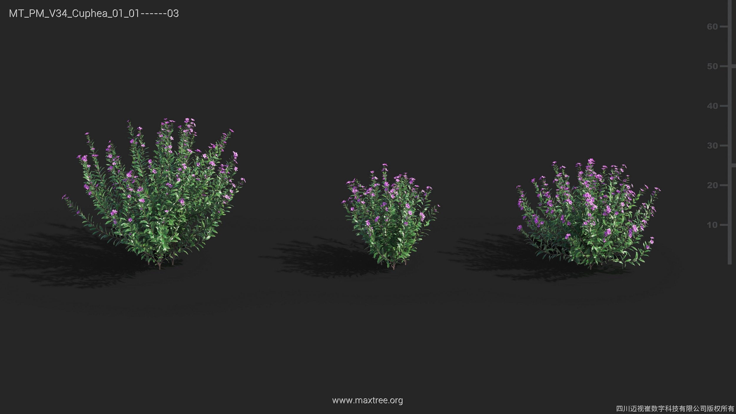 Maxtree Plant Models Vol 34 - Mesh 3D model_6