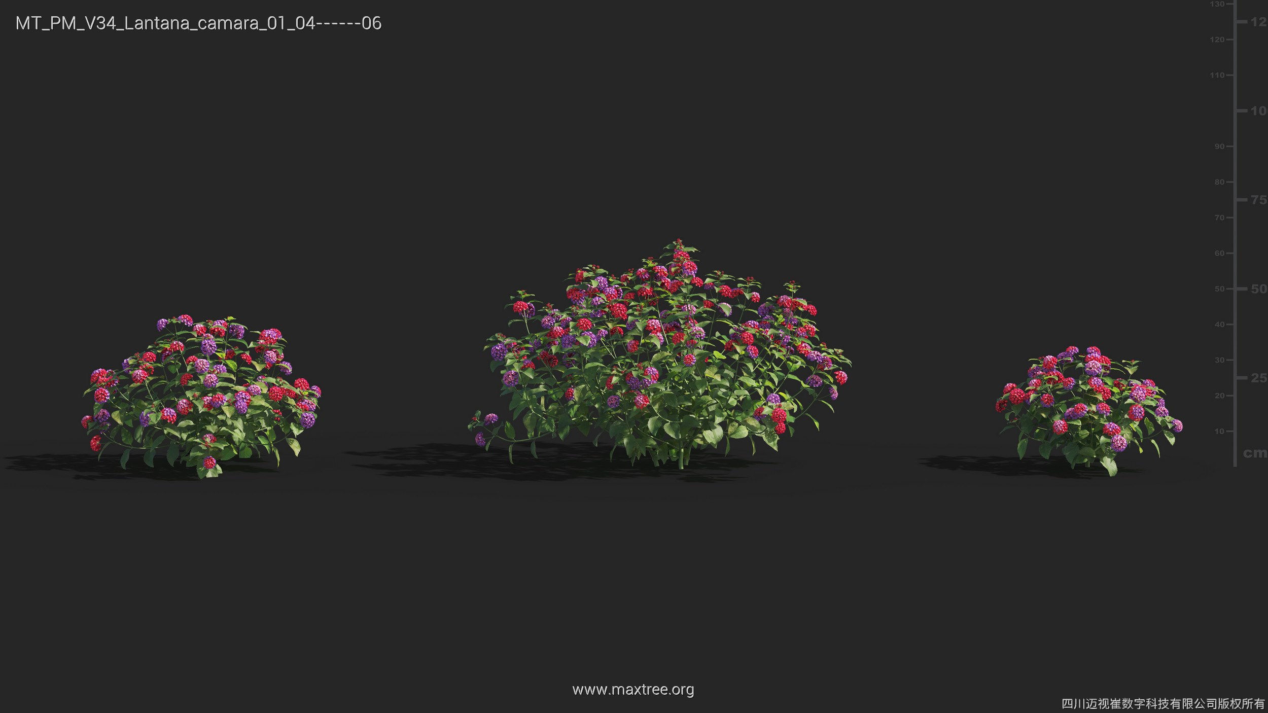 Maxtree Plant Models Vol 34 - Mesh 3D model_17