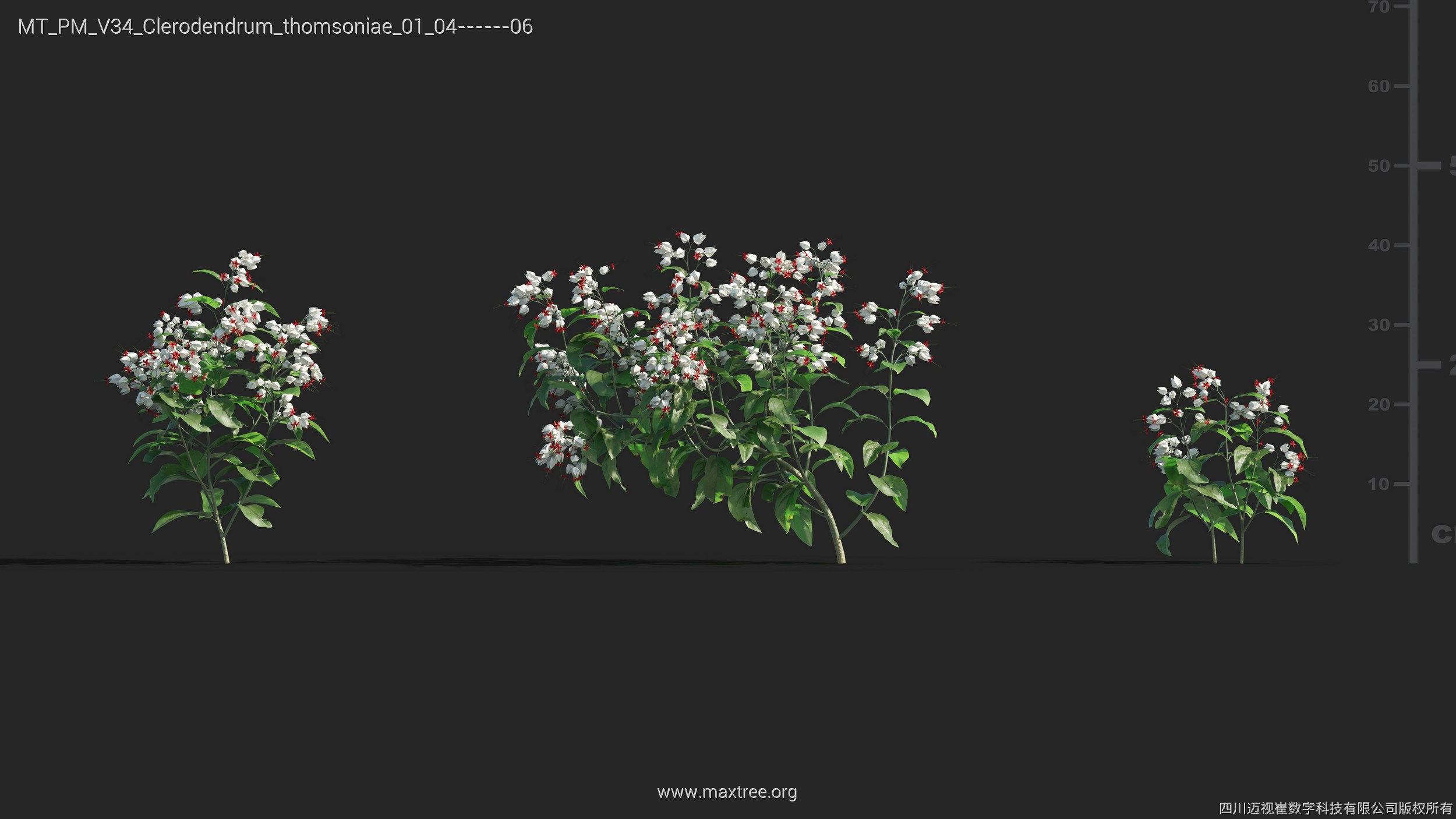 Maxtree Plant Models Vol 34 - Mesh 3D model_5