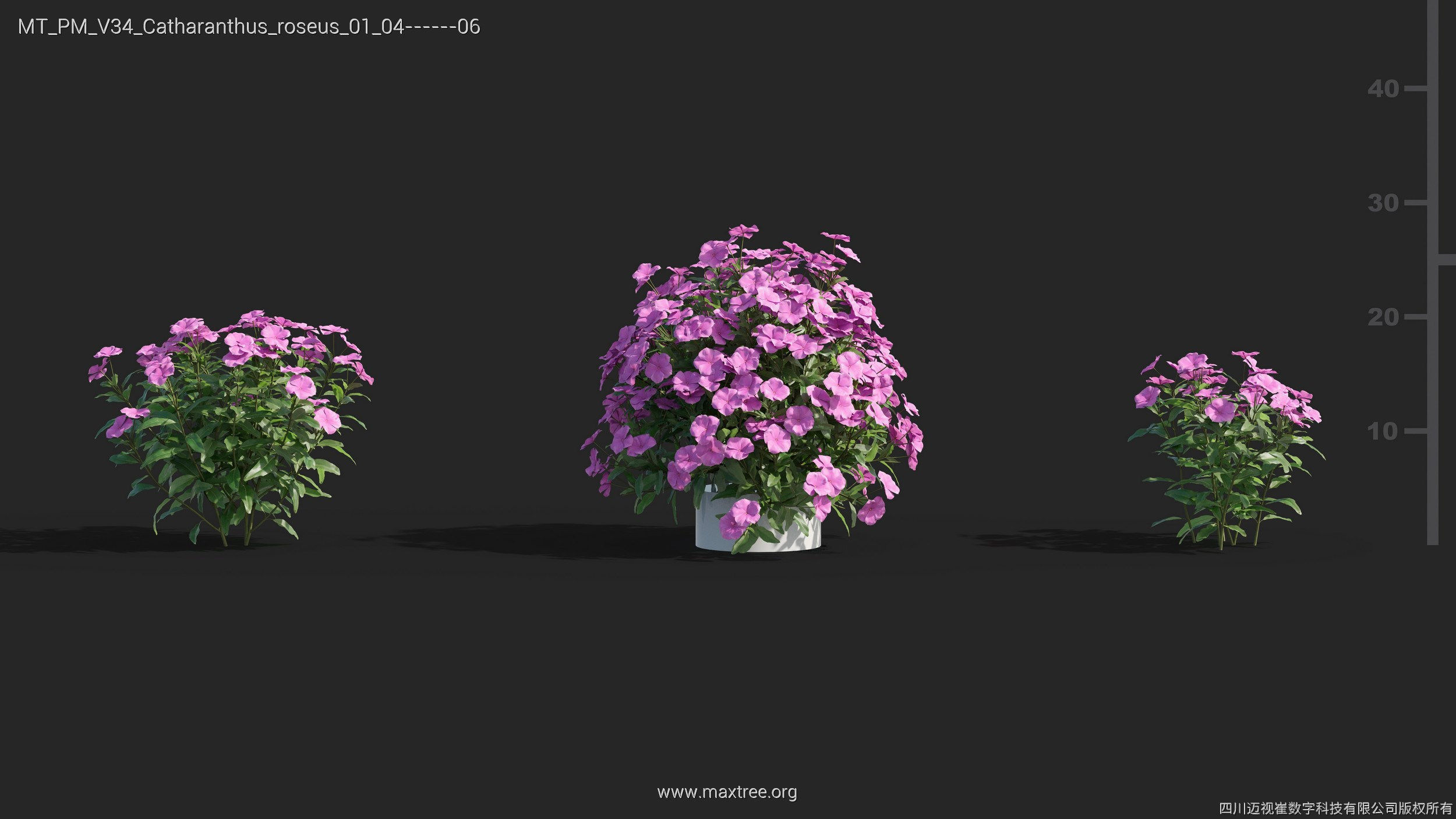 Maxtree Plant Models Vol 34 - Mesh 3D model_3