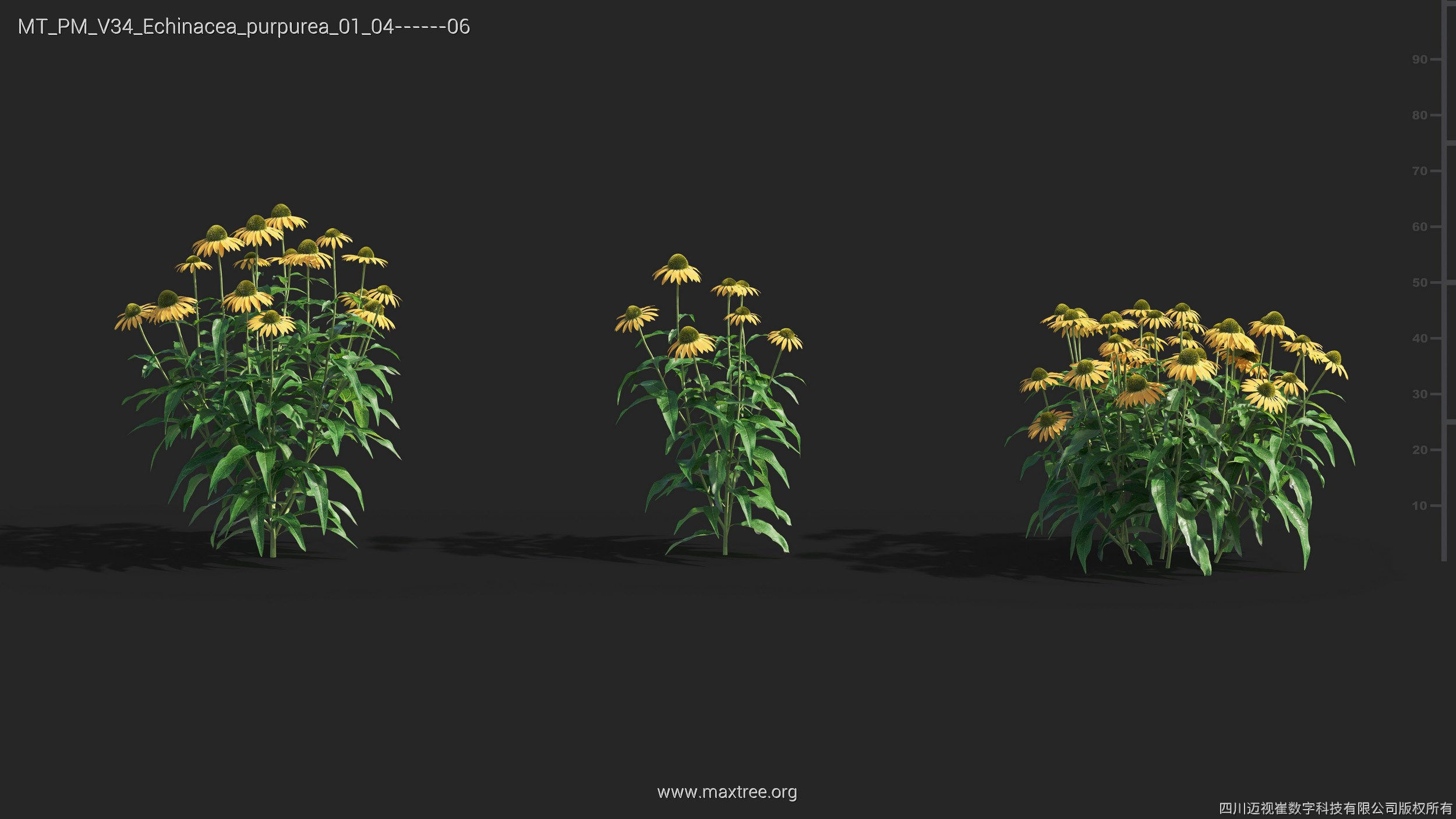 Maxtree Plant Models Vol 34 - Mesh 3D model_11