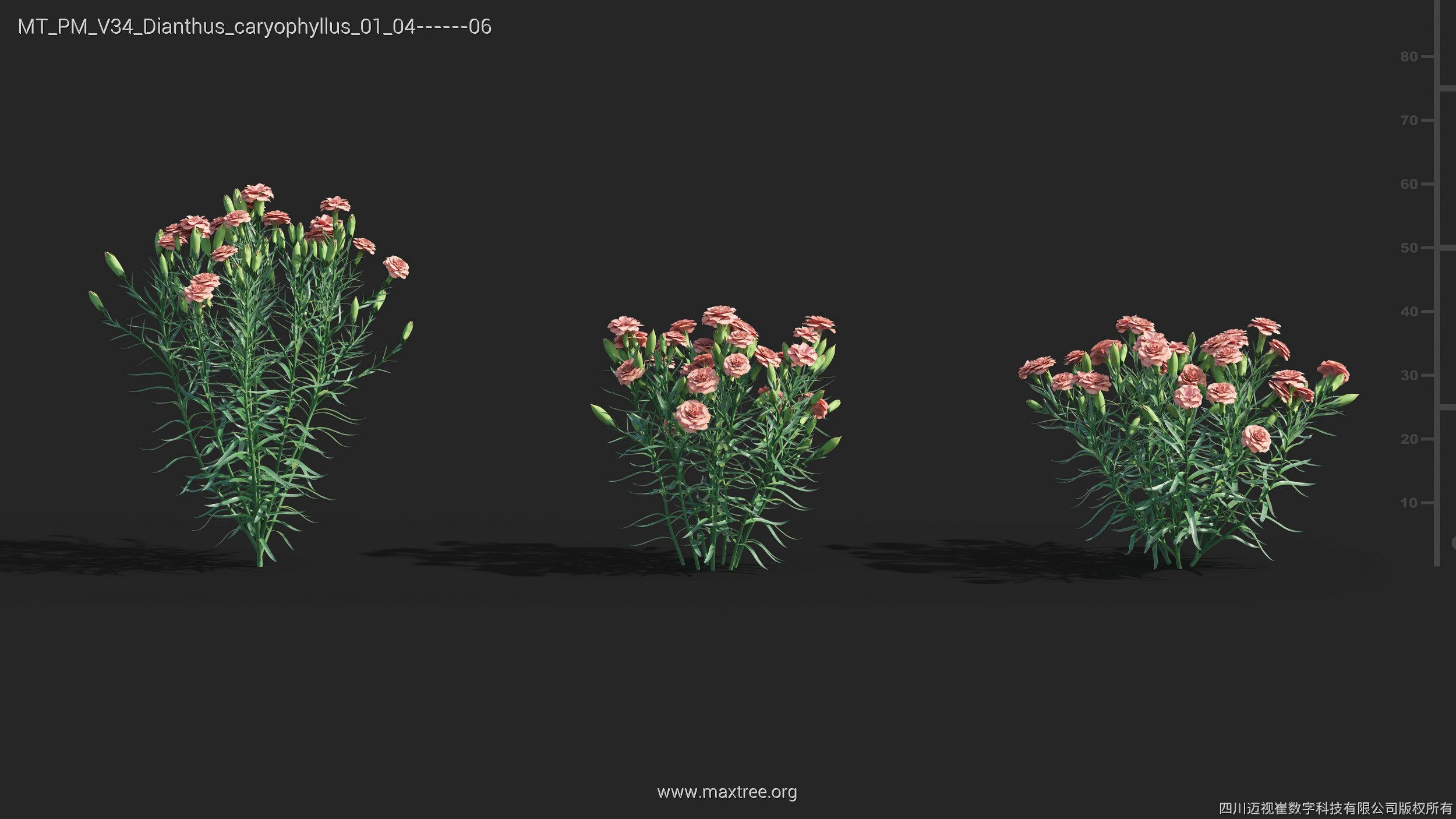 Maxtree Plant Models Vol 34 - Mesh 3D model_9