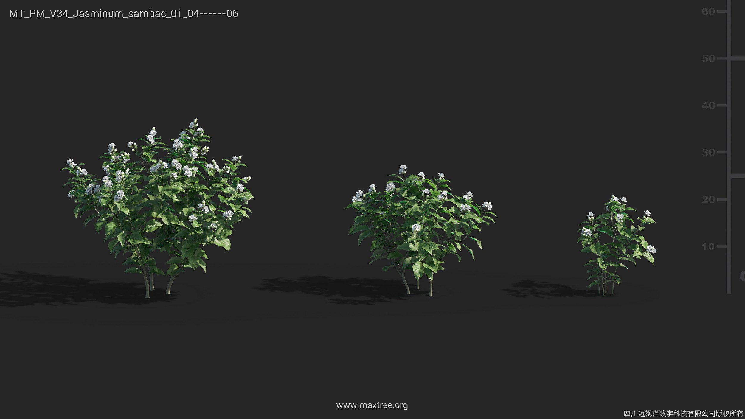 Maxtree Plant Models Vol 34 - Mesh 3D model_15