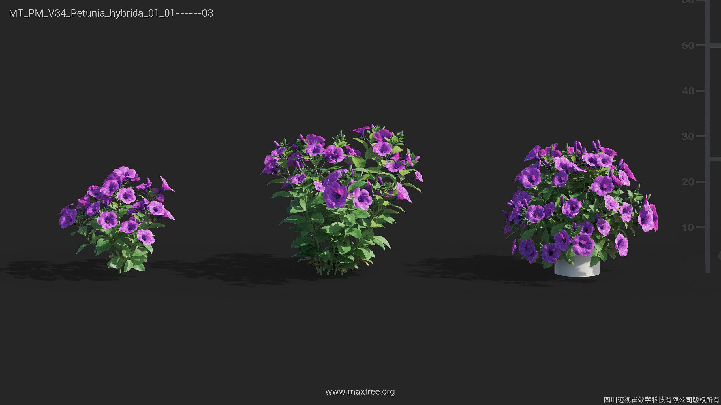 Maxtree Plant Models Vol 34 - Mesh 3D model_20