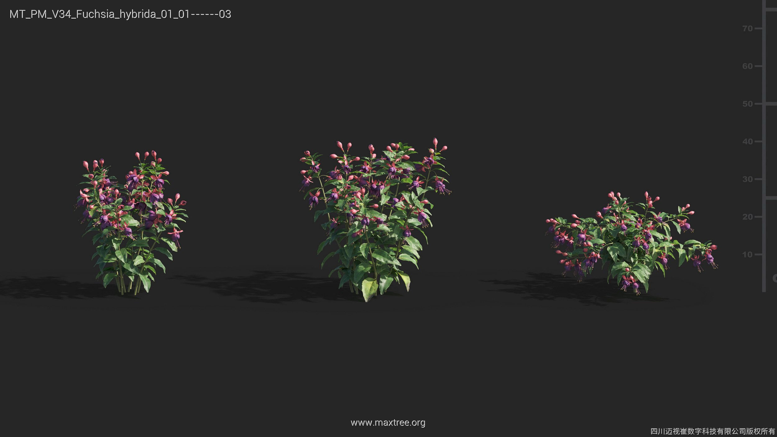 Maxtree Plant Models Vol 34 - Mesh 3D model_12