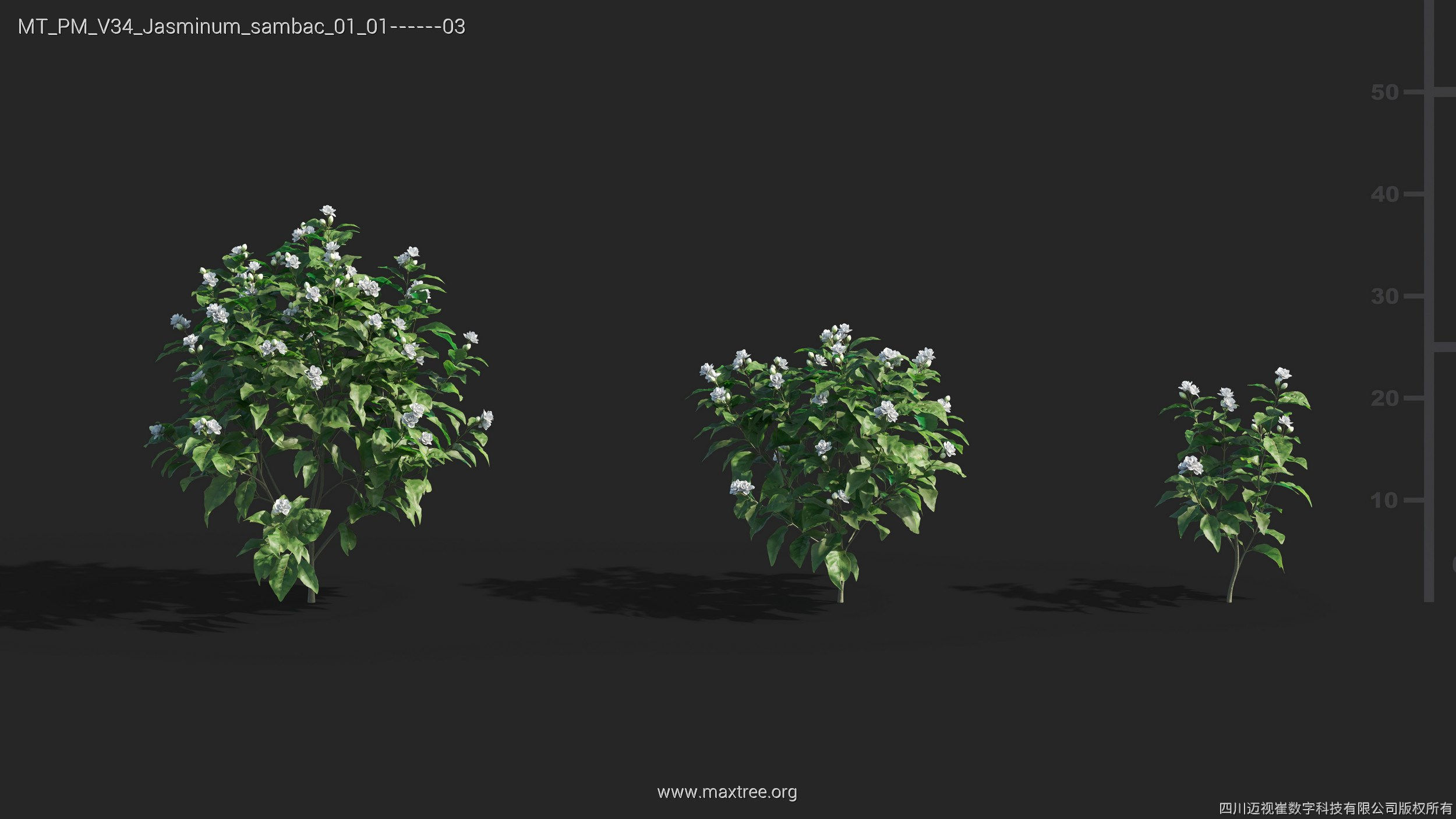 Maxtree Plant Models Vol 34 - Mesh 3D model_14