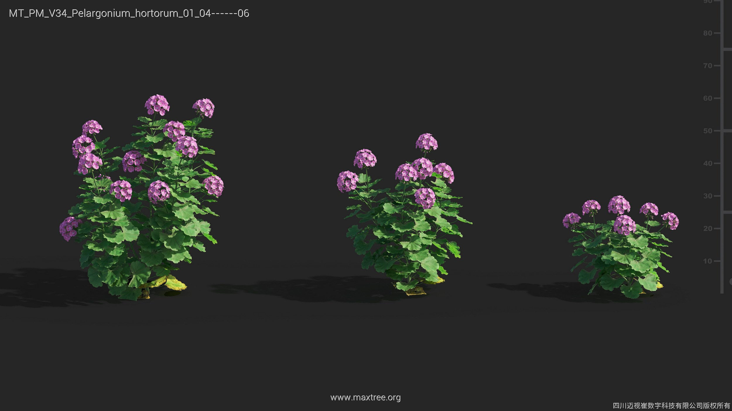 Maxtree Plant Models Vol 34 - Mesh 3D model_19