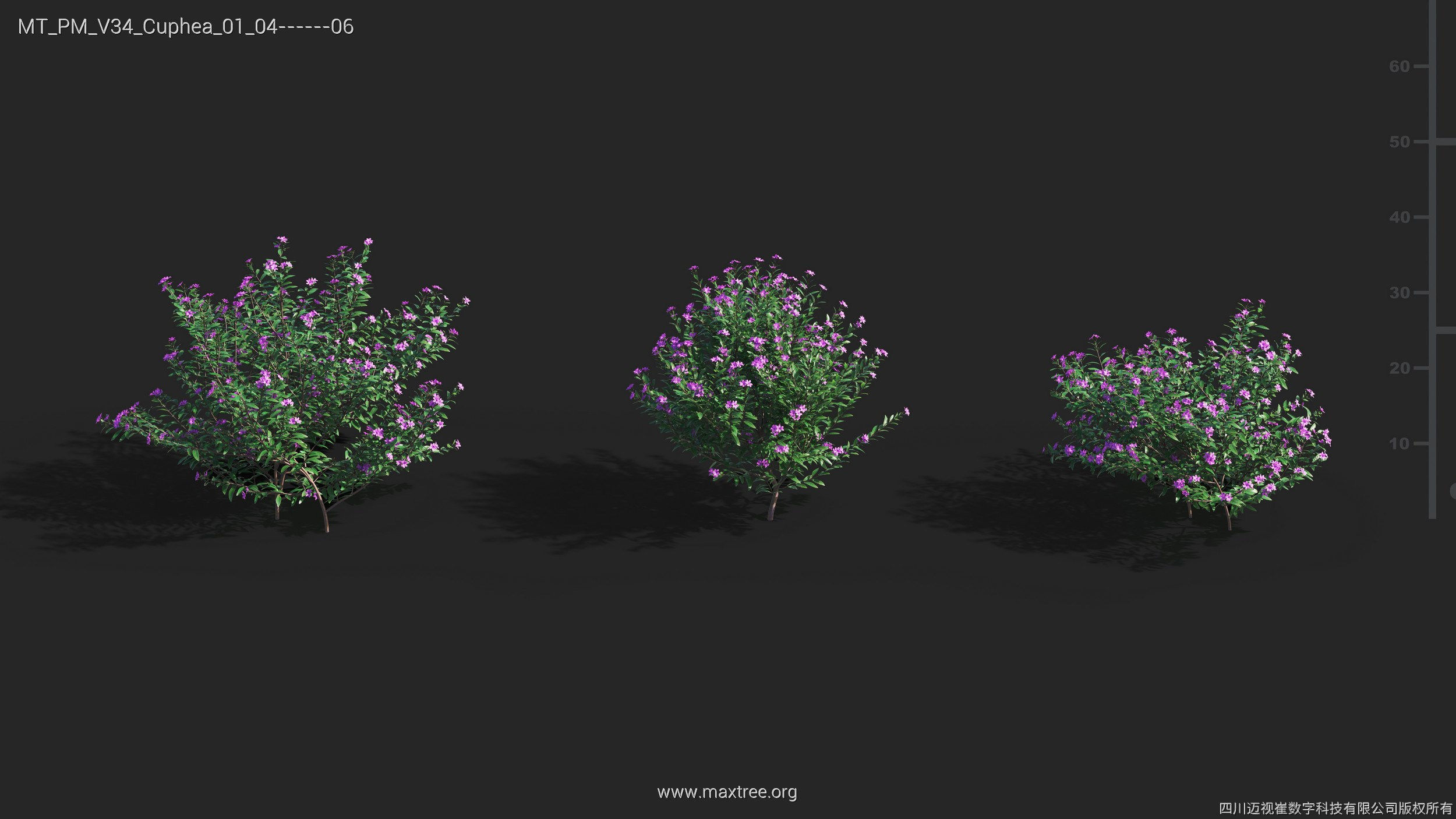 Maxtree Plant Models Vol 34 - Mesh 3D model_7