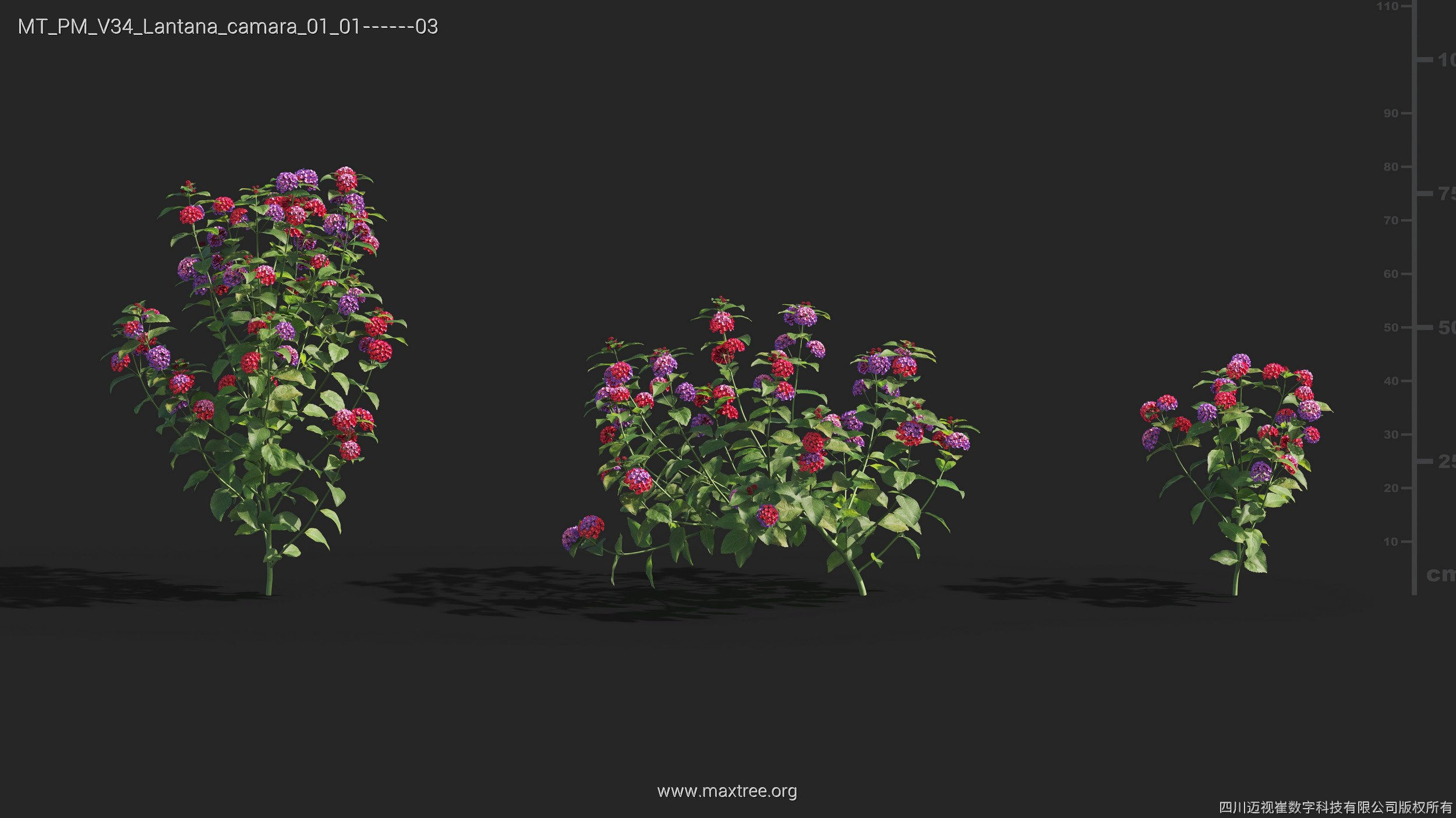 Maxtree Plant Models Vol 34 - Mesh 3D model_16