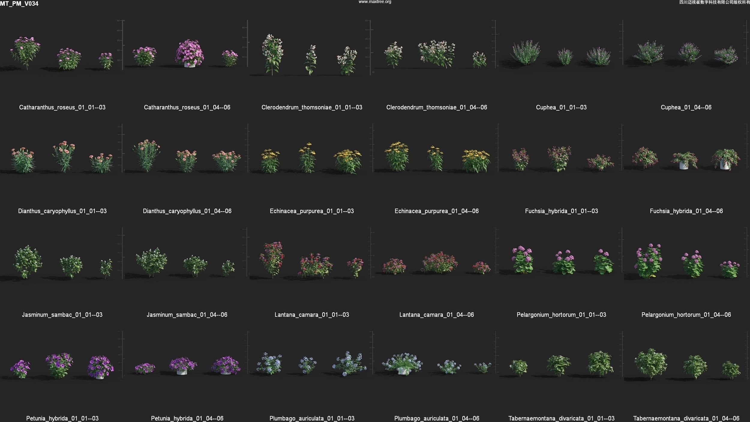 Maxtree Plant Models Vol 34 - Mesh 3D model_1