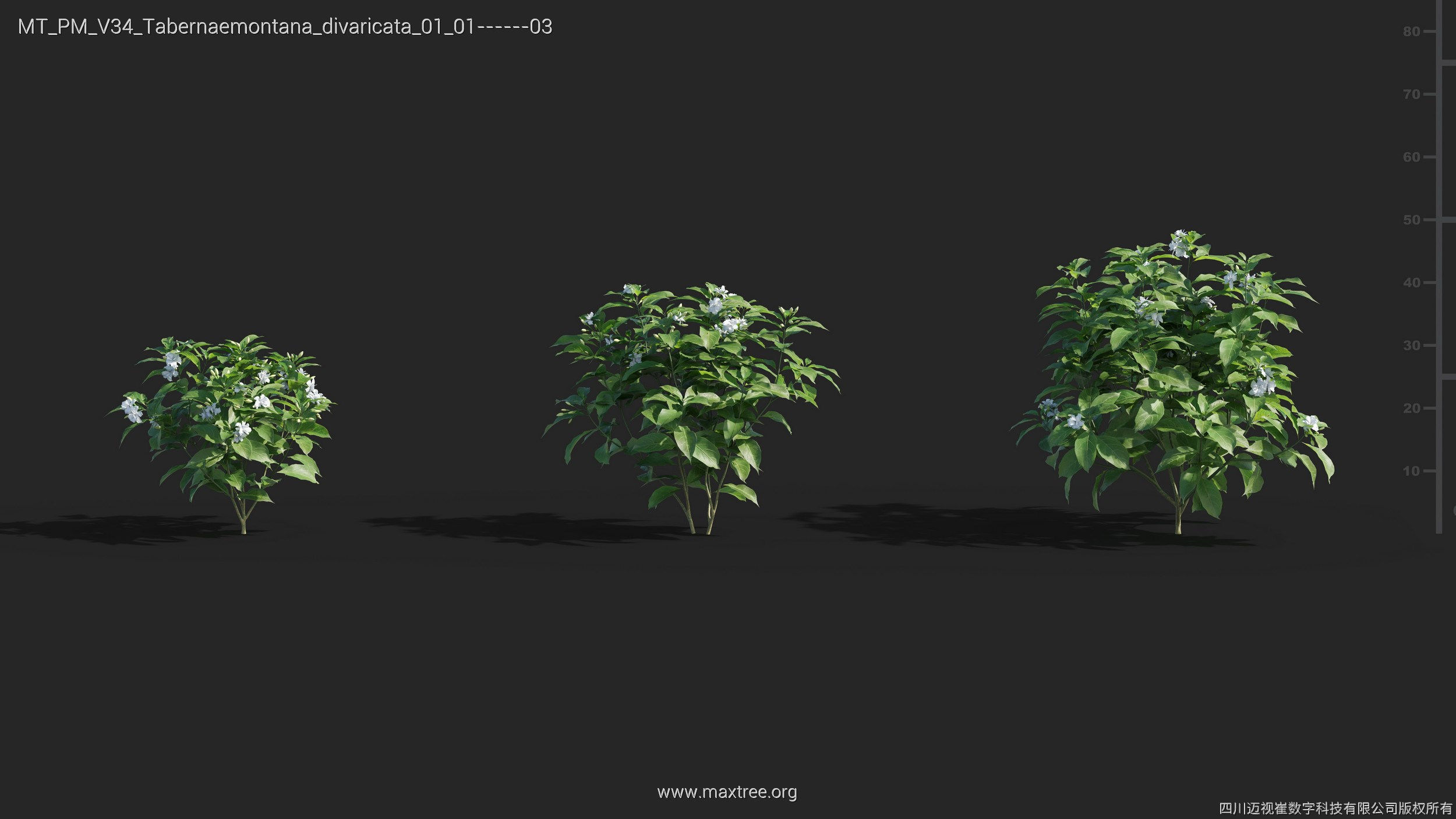 Maxtree Plant Models Vol 34 - Mesh 3D model_24