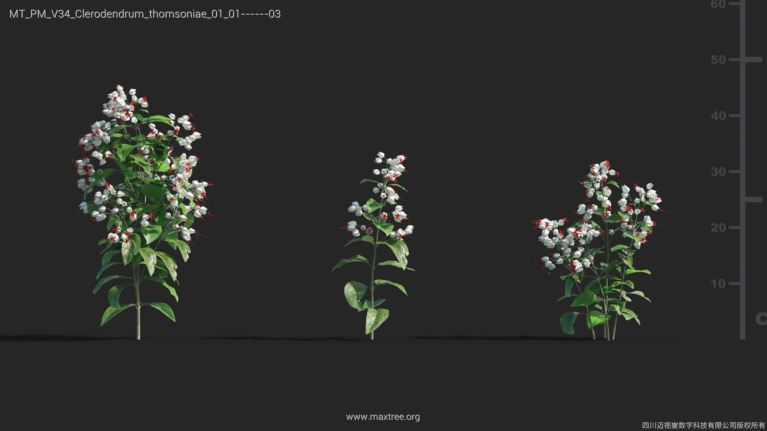 Maxtree Plant Models Vol 34 - Mesh 3D model_4