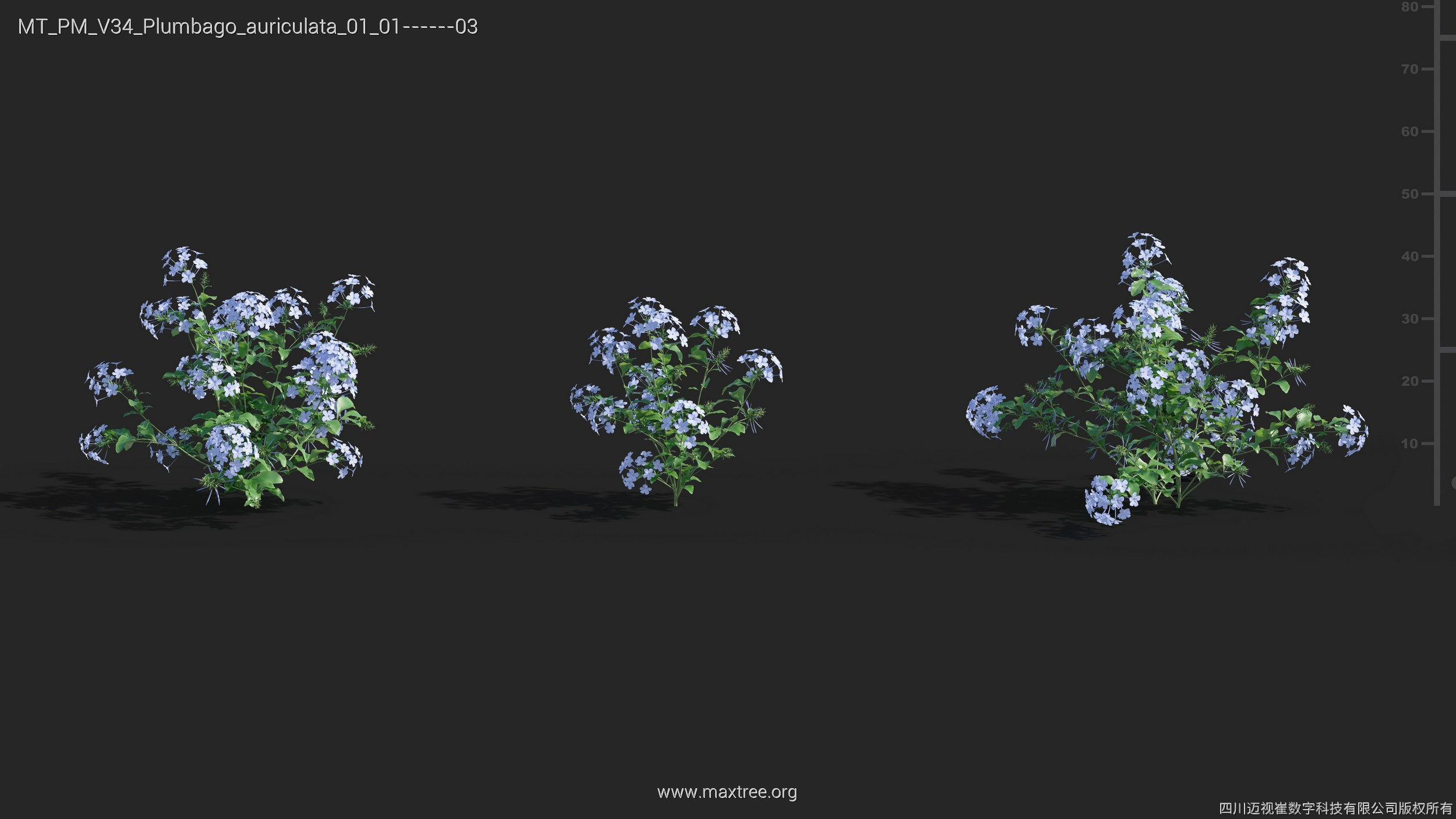 Maxtree Plant Models Vol 34 - Mesh 3D model_22