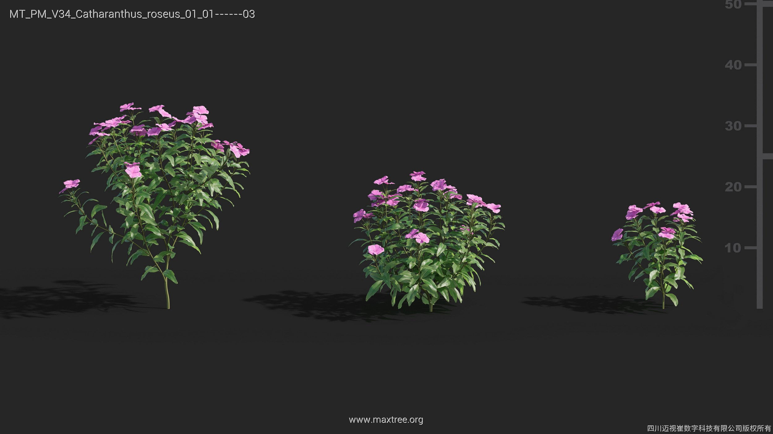 Maxtree Plant Models Vol 34 - Mesh 3D model_2