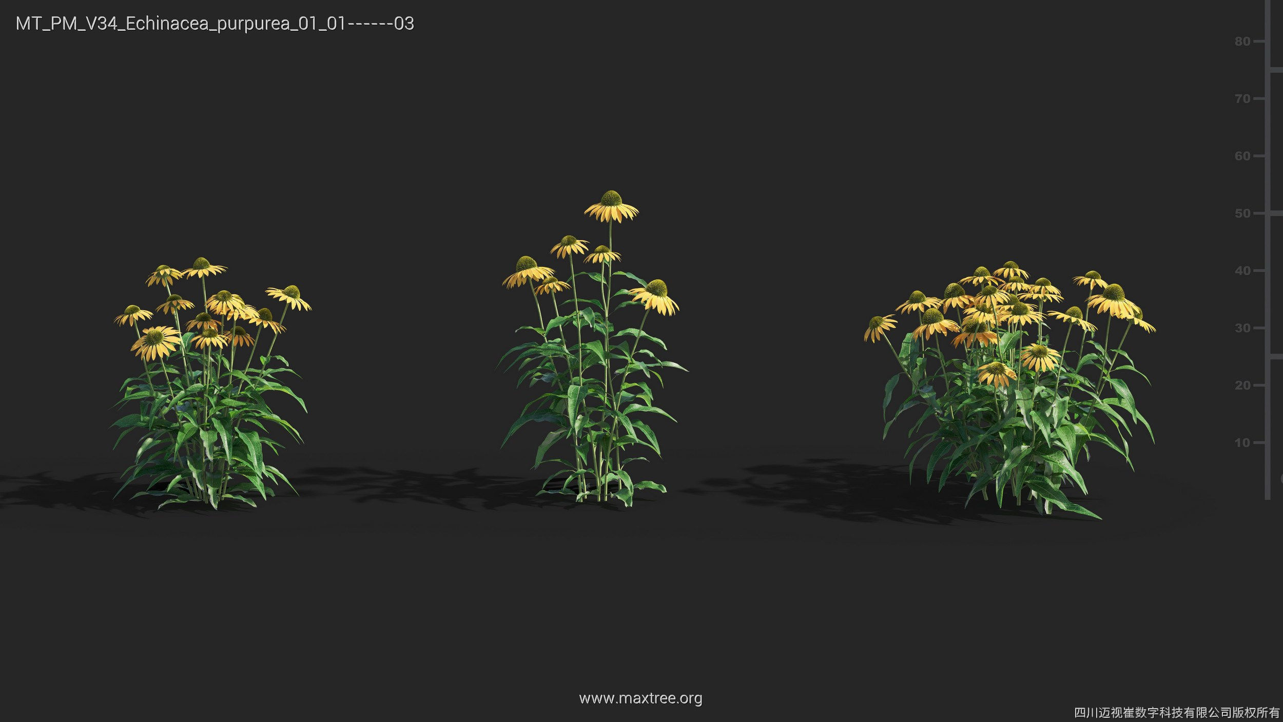 Maxtree Plant Models Vol 34 - Mesh 3D model_10